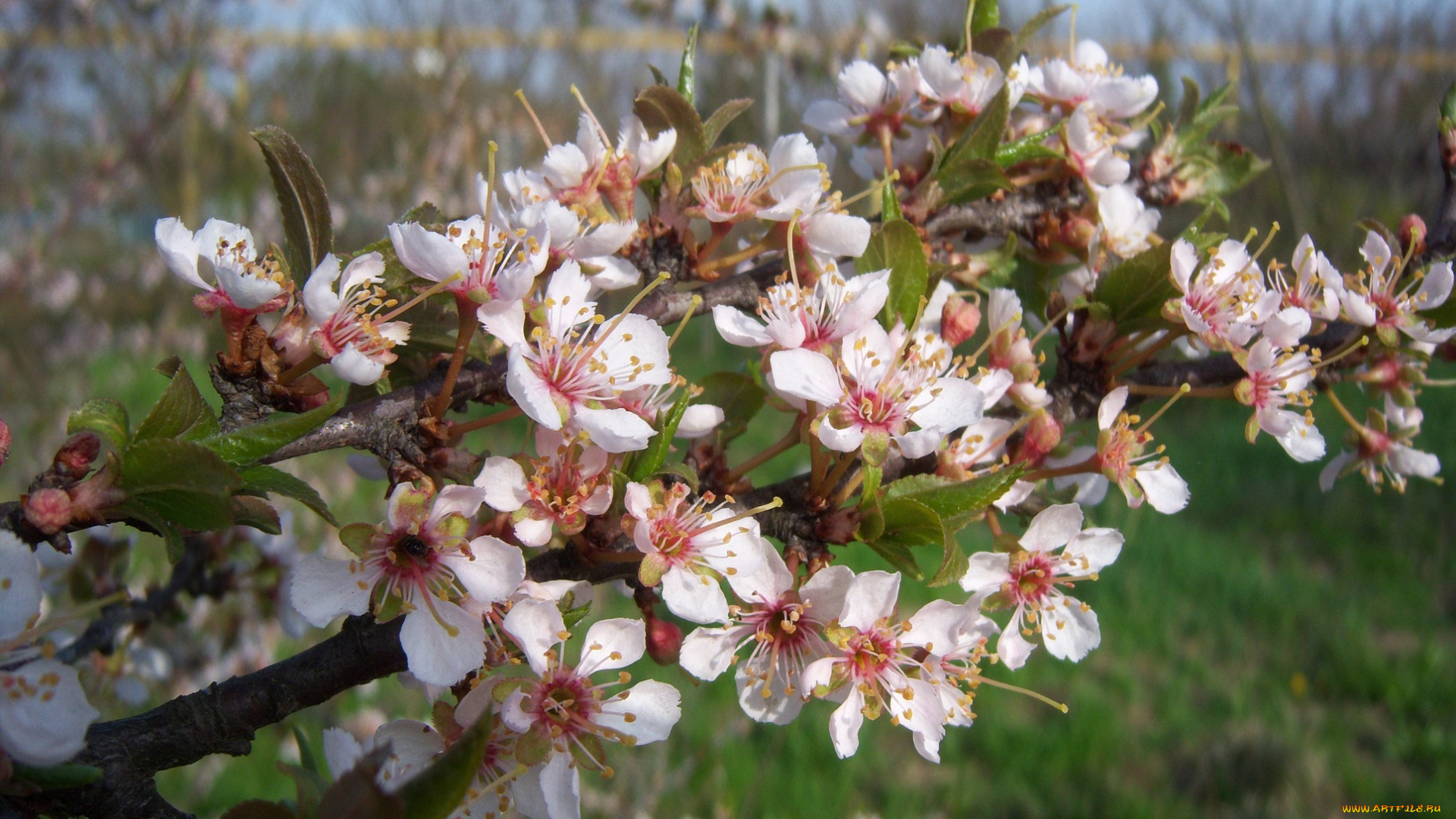 цветы, цветущие, деревья, , , кустарники, красная, алыча, цветение, ветка, свежесть, весна