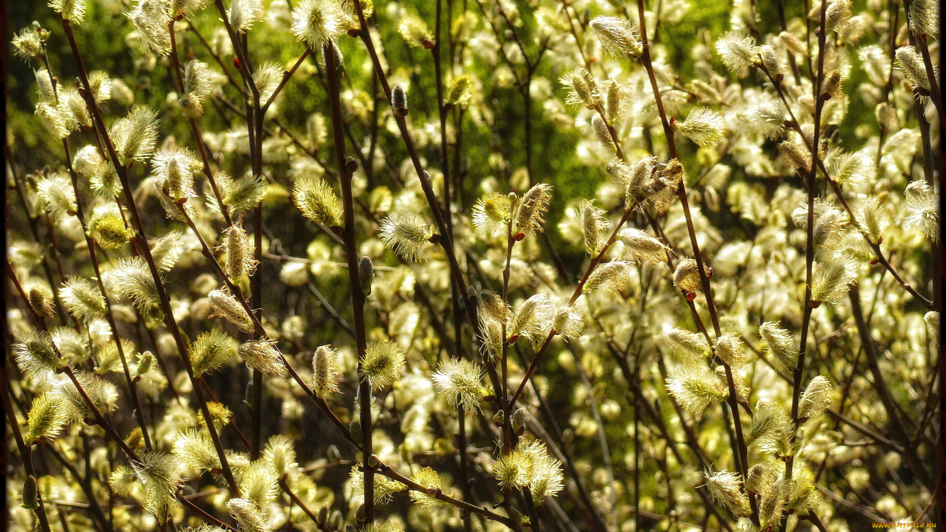 цветы, цветущие, деревья, , , кустарники, верба, весна, цветение, ветки, куст, дерево