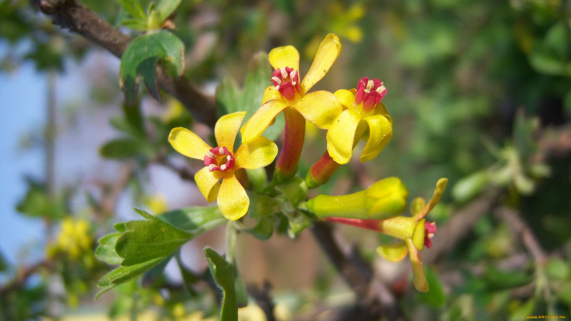 цветы, цветущие, деревья, , , кустарники, весна, жёлто-красные, мелкие, цветение, смородина, чёрная