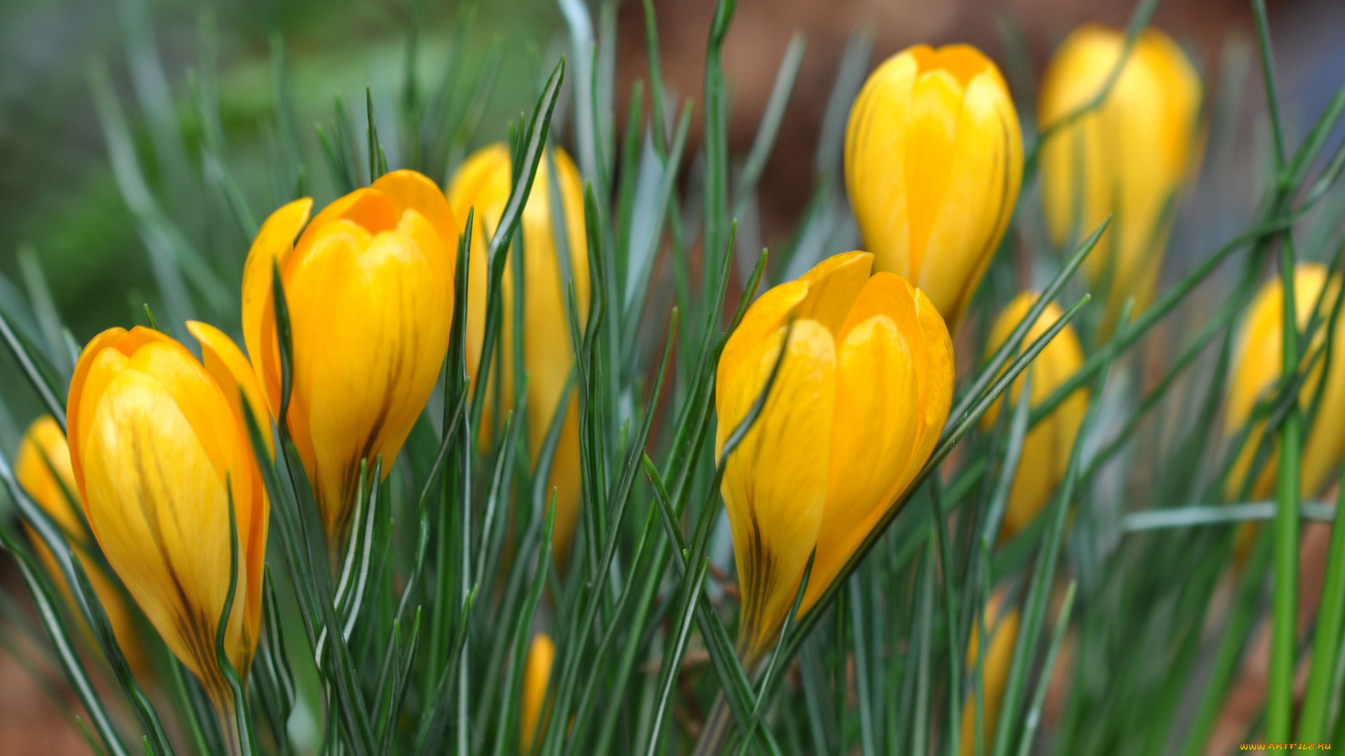 цветы, крокусы, весна