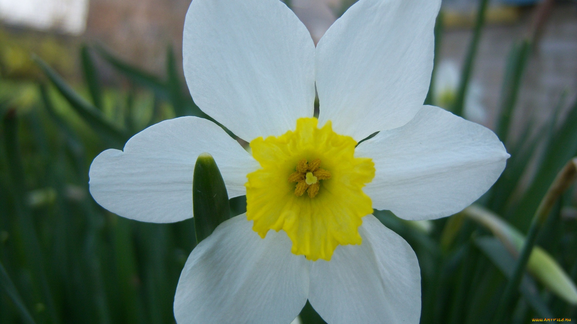 цветы, нарциссы, середина, жёлтая, белый, цветок, лепестки, один