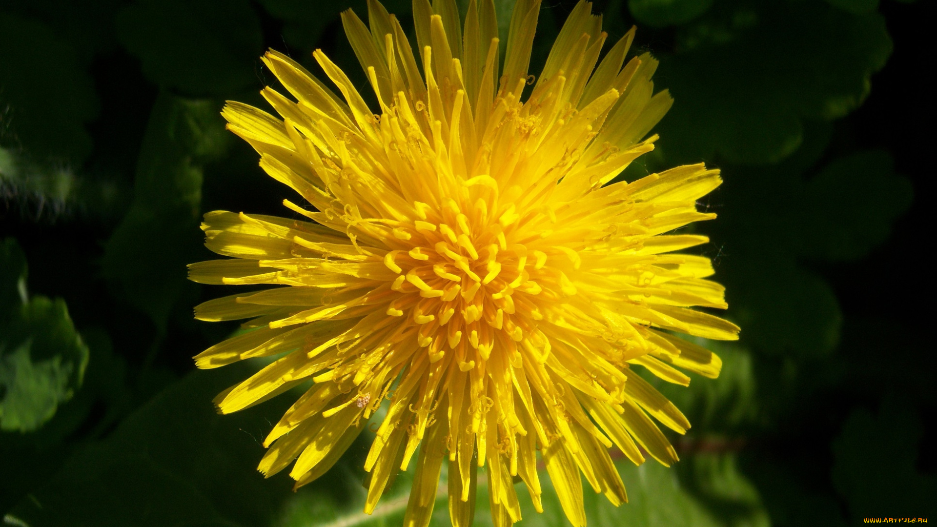 цветы, одуванчики, макро, одуванчик, желтый, зелень, ярко, свежесть, солнечно, весна