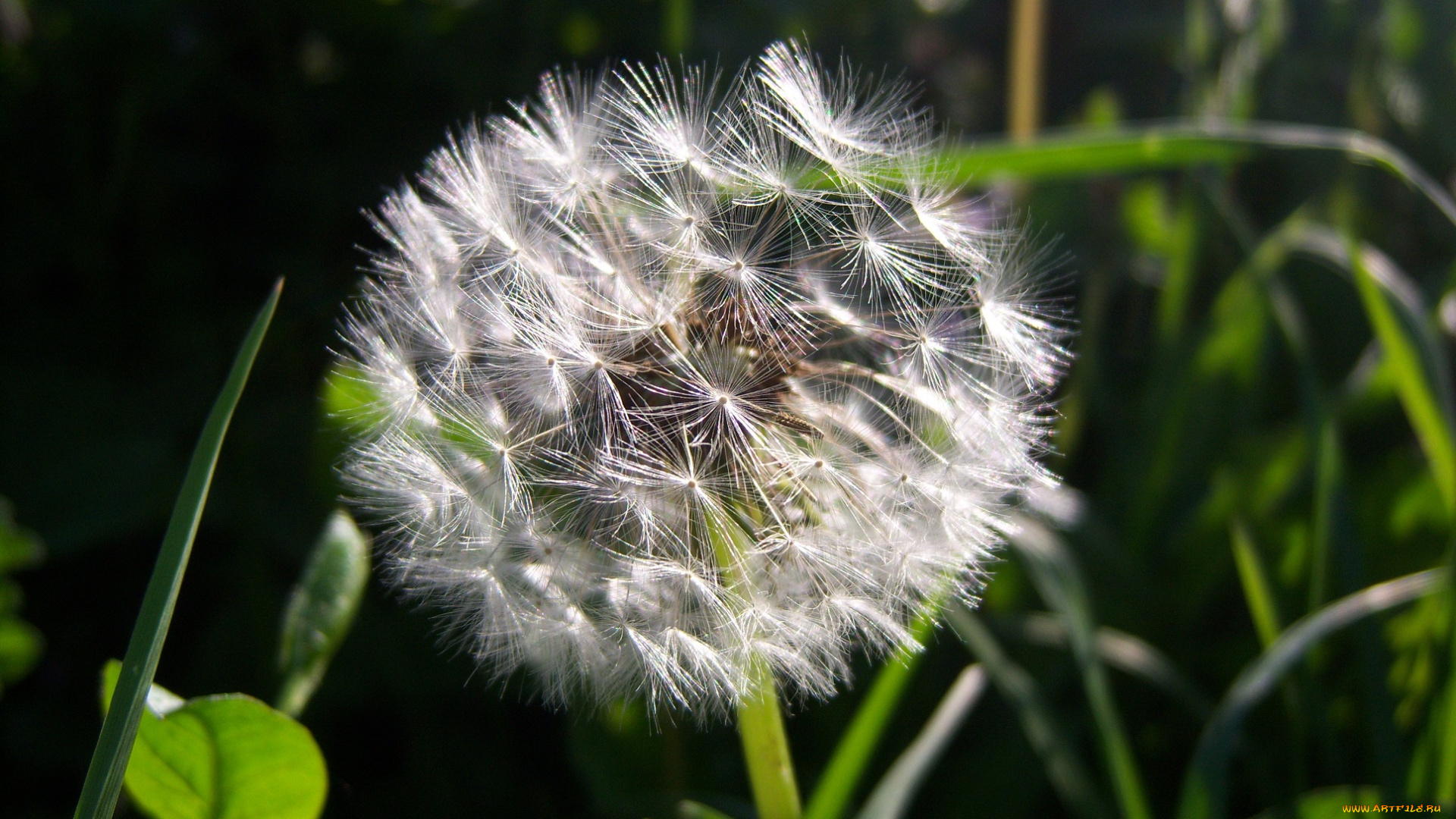 цветы, одуванчики, трава, весна, воздушный, зелень, солнечно, белый, пушистый