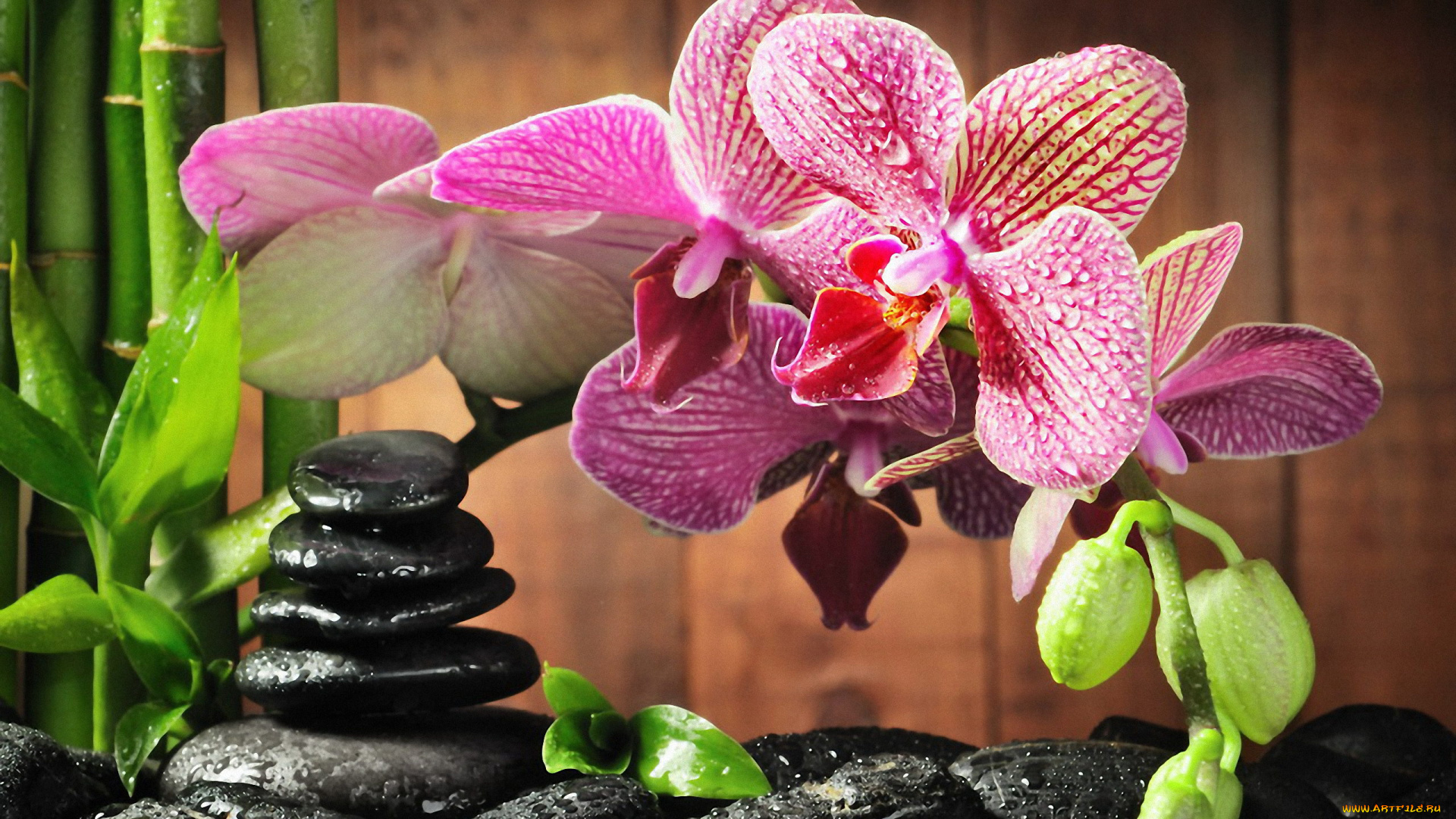 цветы, орхидеи, камни, капли