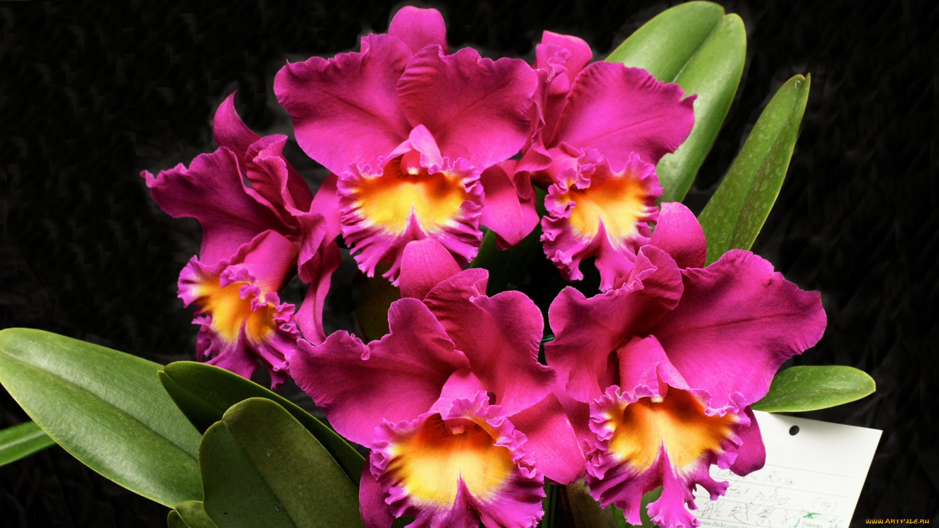 цветы, орхидеи, листья, розовая, орхидея