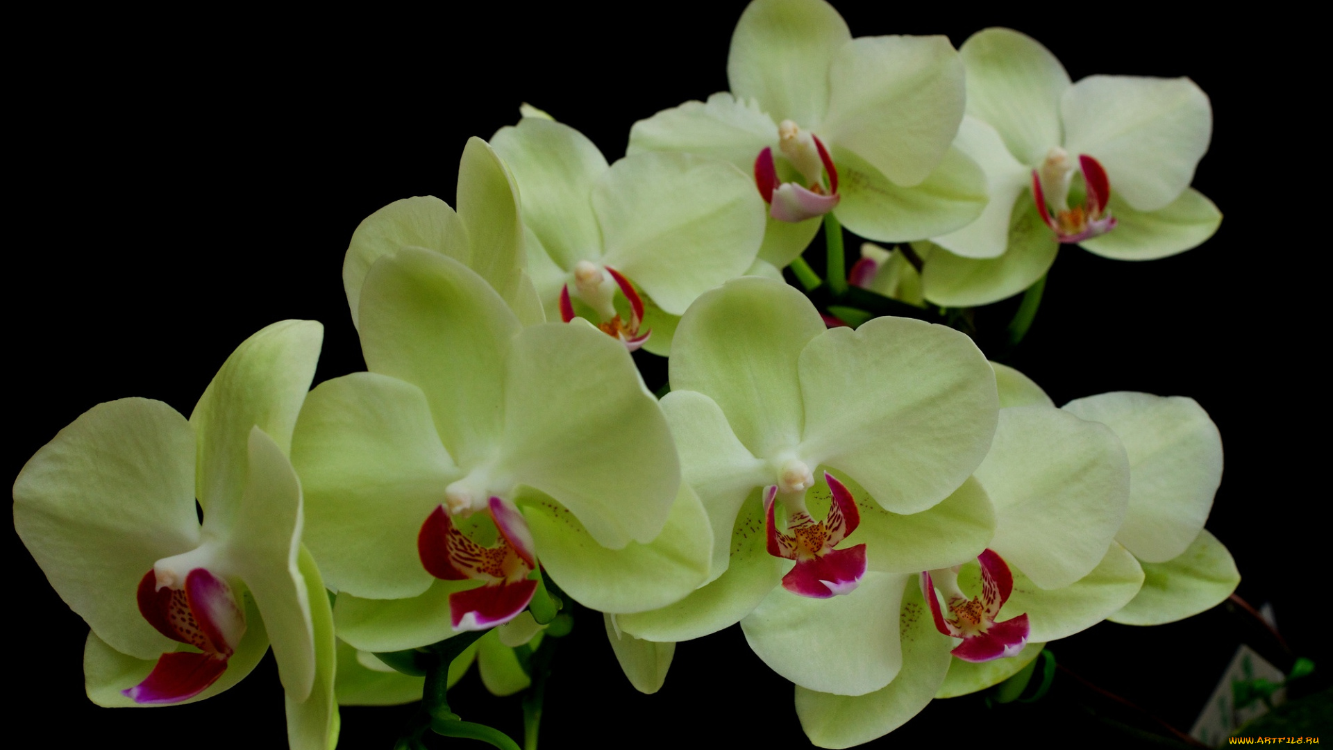 цветы, орхидеи, листья, зеленая, орхидея