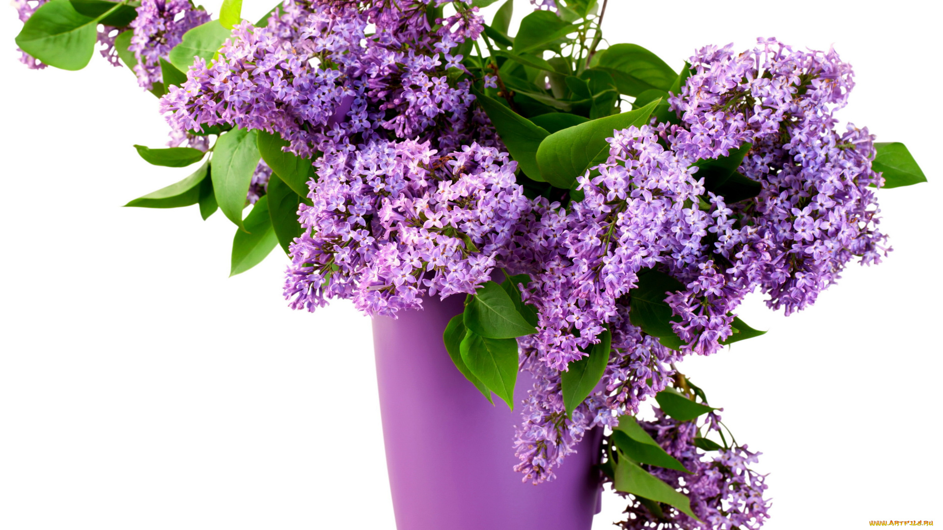 цветы, сирень, букет, сиреневый, ваза