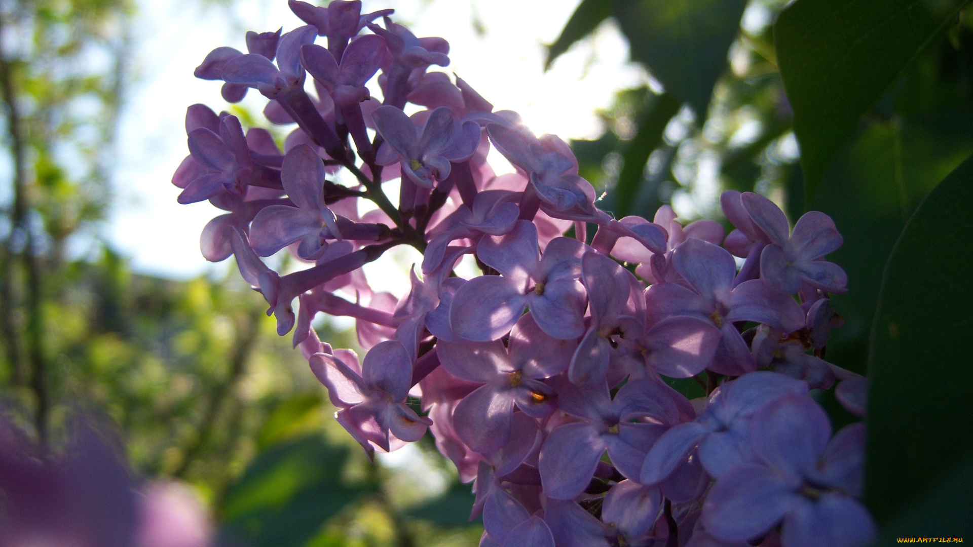 цветы, сирень, цветёт, веточка, сиреневая, свежесть, весна, солнечно, ярко