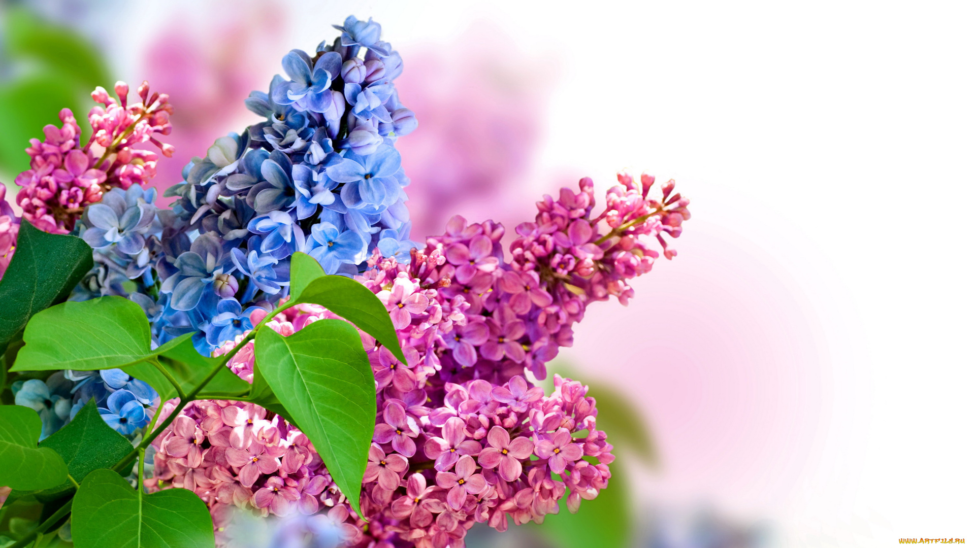 цветы, сирень, сиреневый, синий