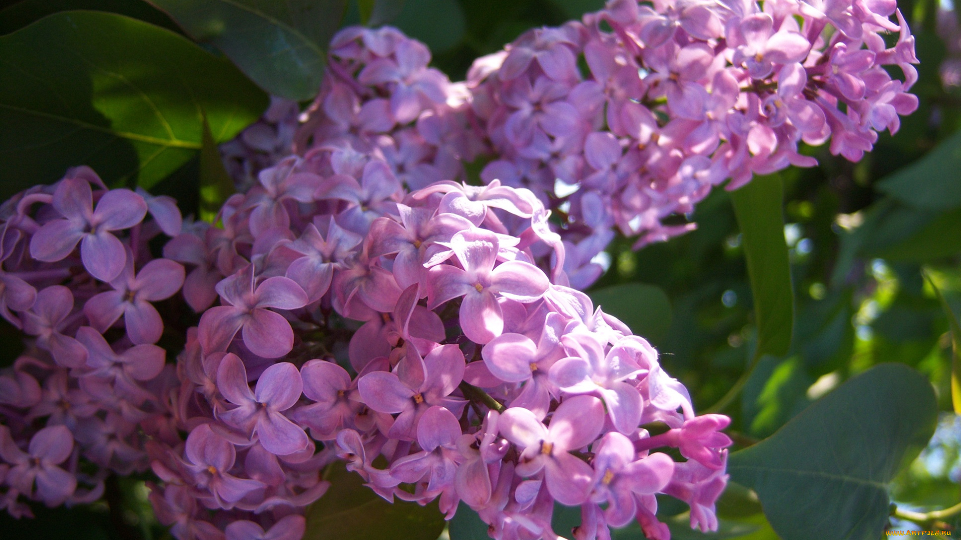 цветы, сирень, весна, свежесть, сиреневая, ярко, солнечно, цветёт, веточка