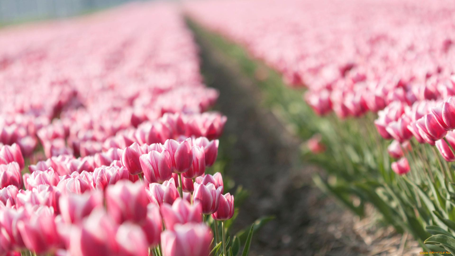 цветы, тюльпаны, тропинка, поле