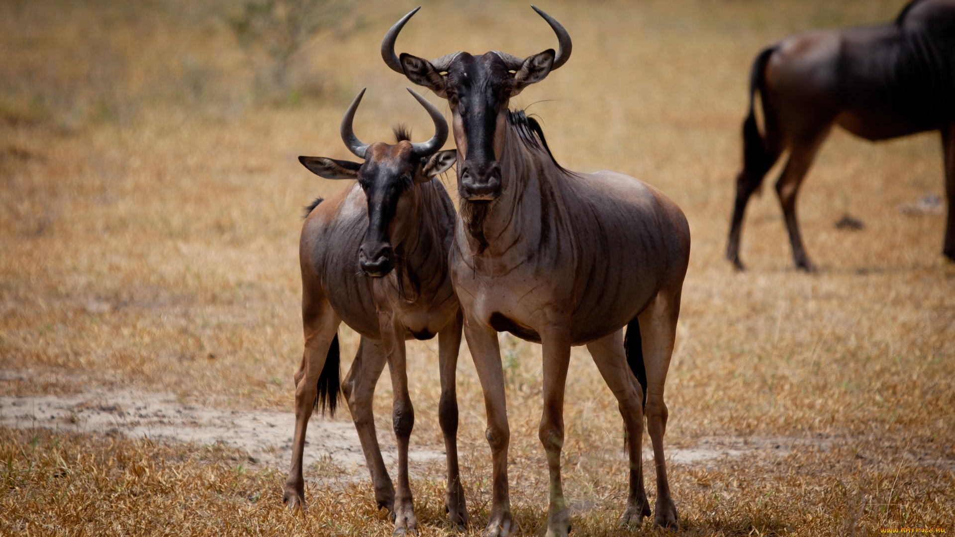 животные, антилопы, саванна, гну