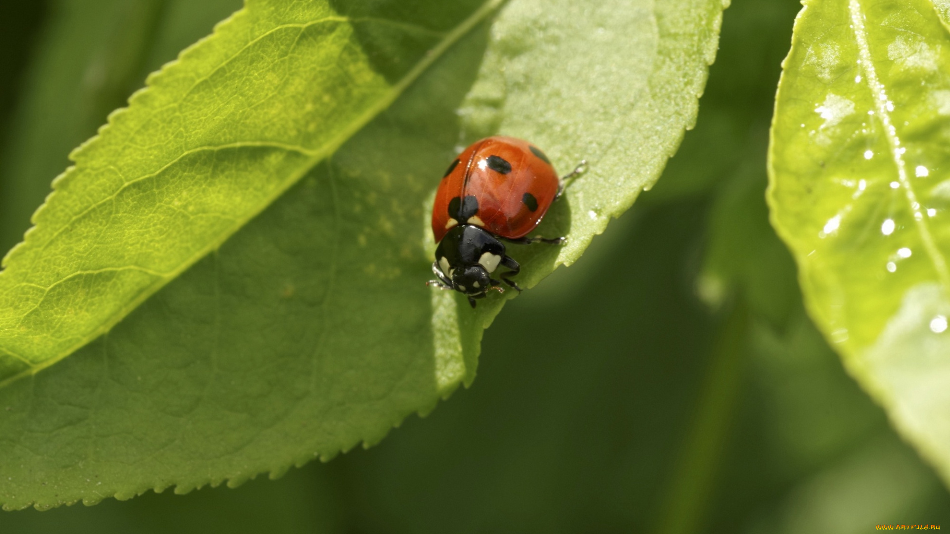 животные, божьи, коровки, листок, божья, коровка