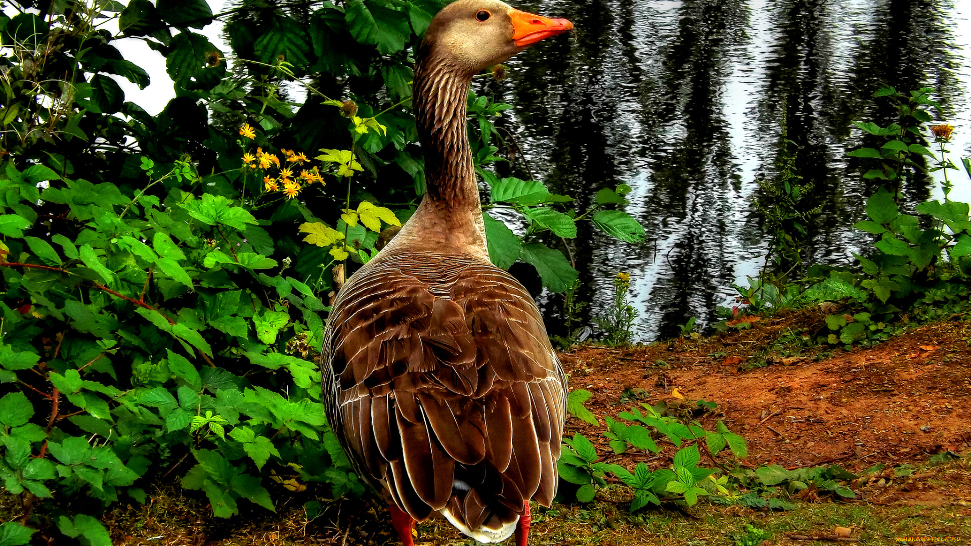 животные, гуси, водоём, берег, гусь
