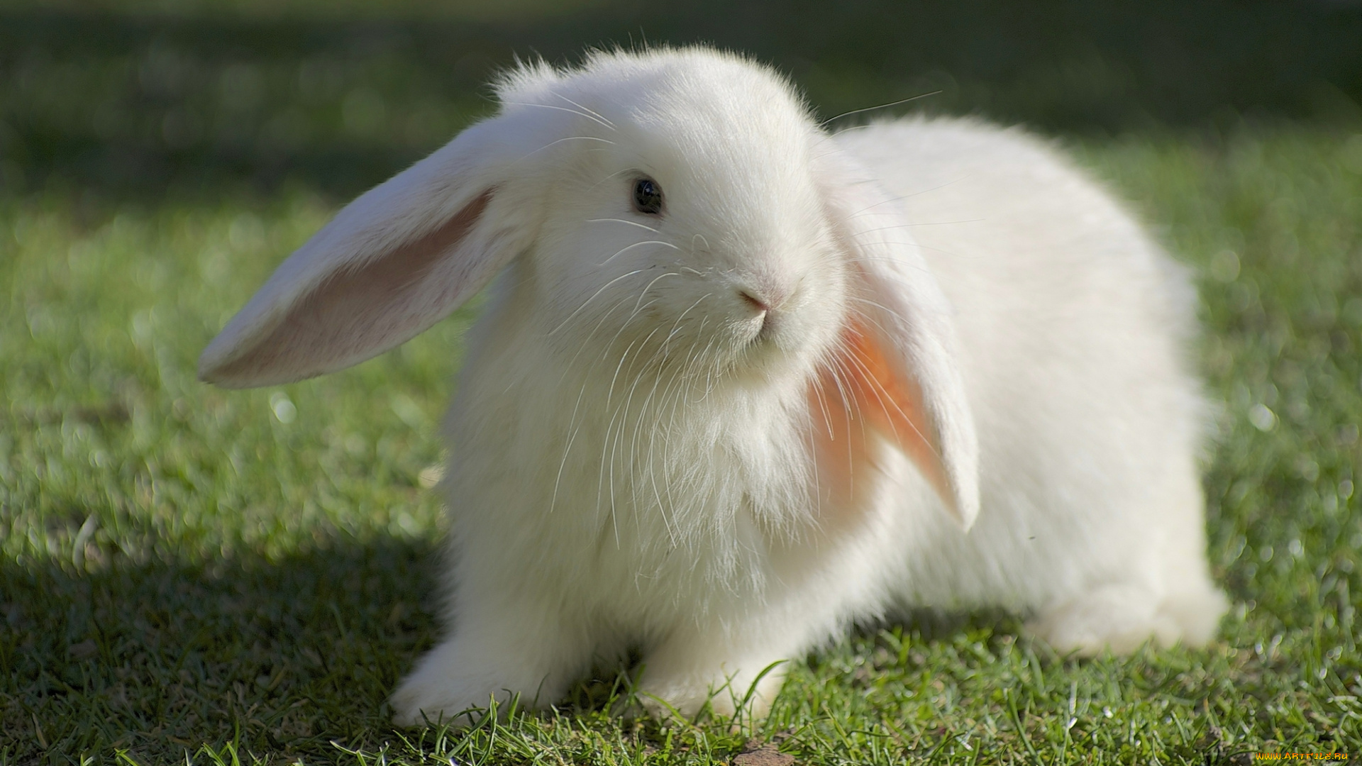 животные, кролики, , зайцы, белый, кролик, трава
