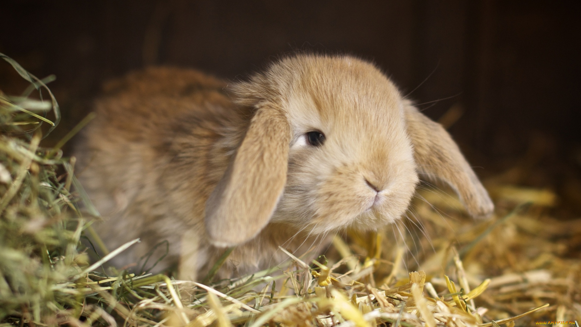 животные, кролики, , зайцы, кролик, сено