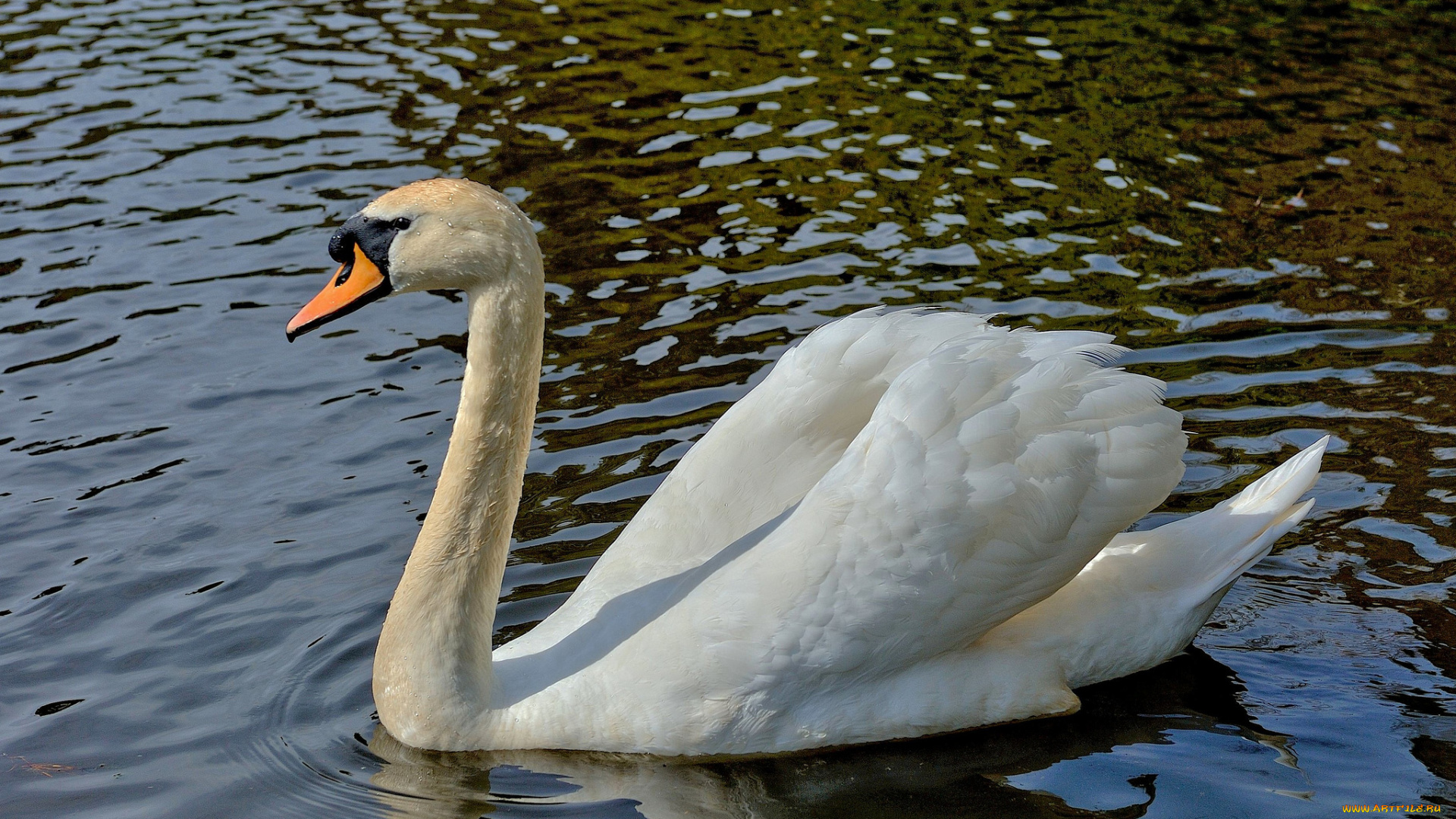 животные, лебеди, лебедь, белый, водоём