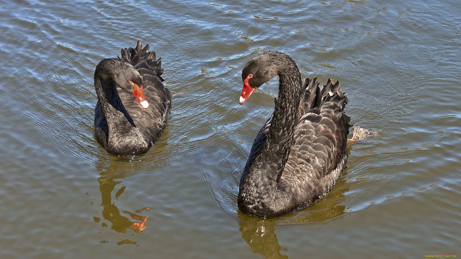 животные, лебеди, пара, чёрные, водоём