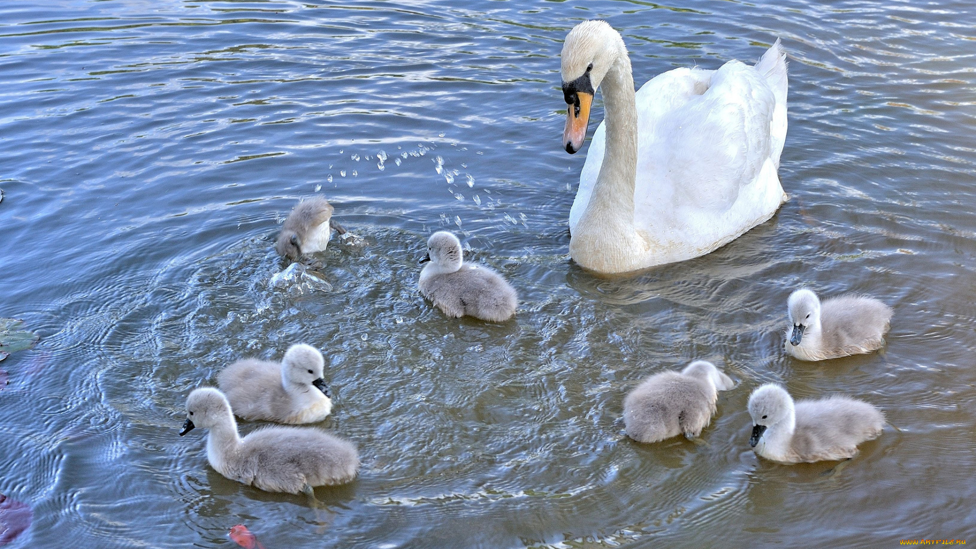 животные, лебеди, птенцы, водоём, лебедь