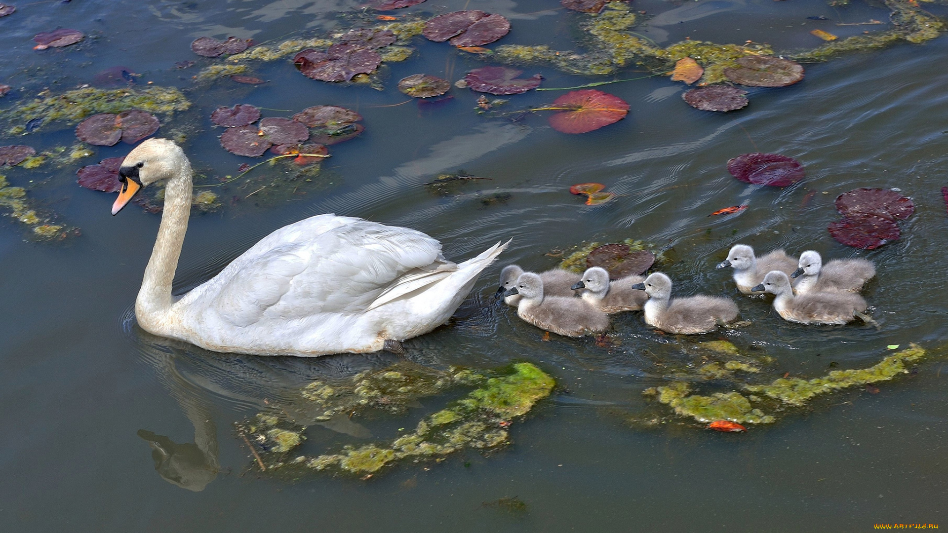 животные, лебеди, водоём, лебедь, птенцы
