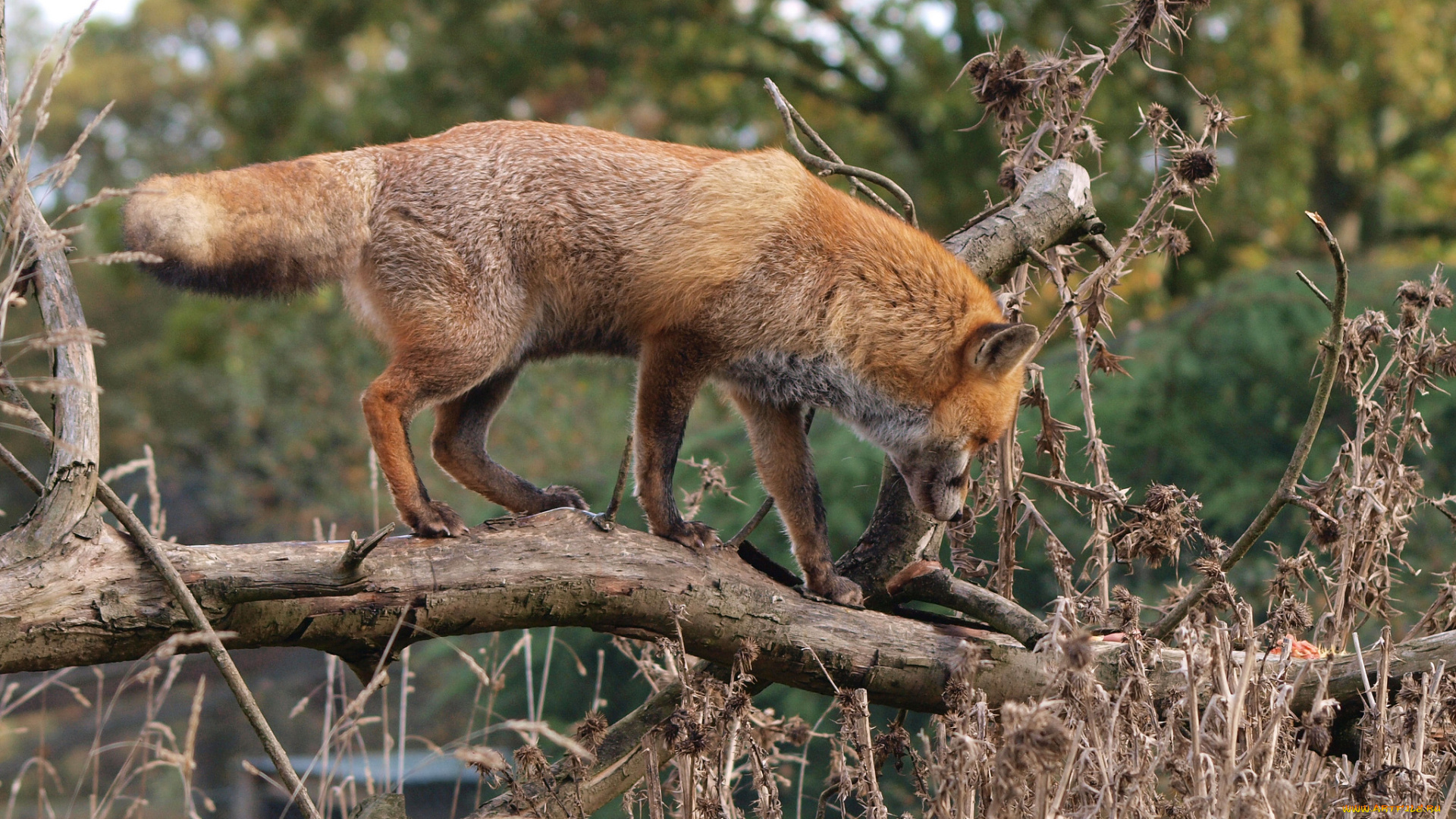 животные, лисы, лисичка, природа