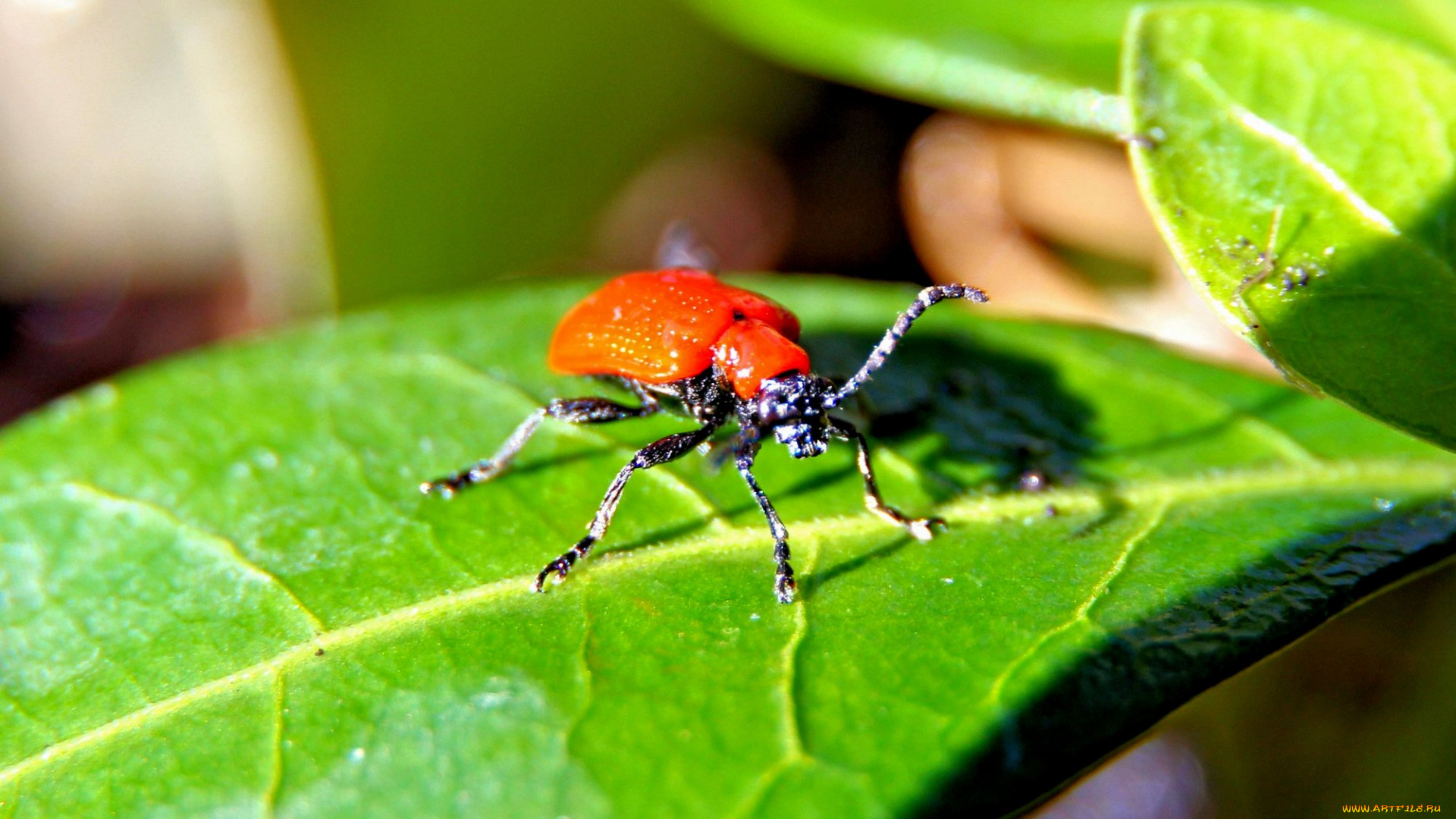 животные, насекомые, жук, листок
