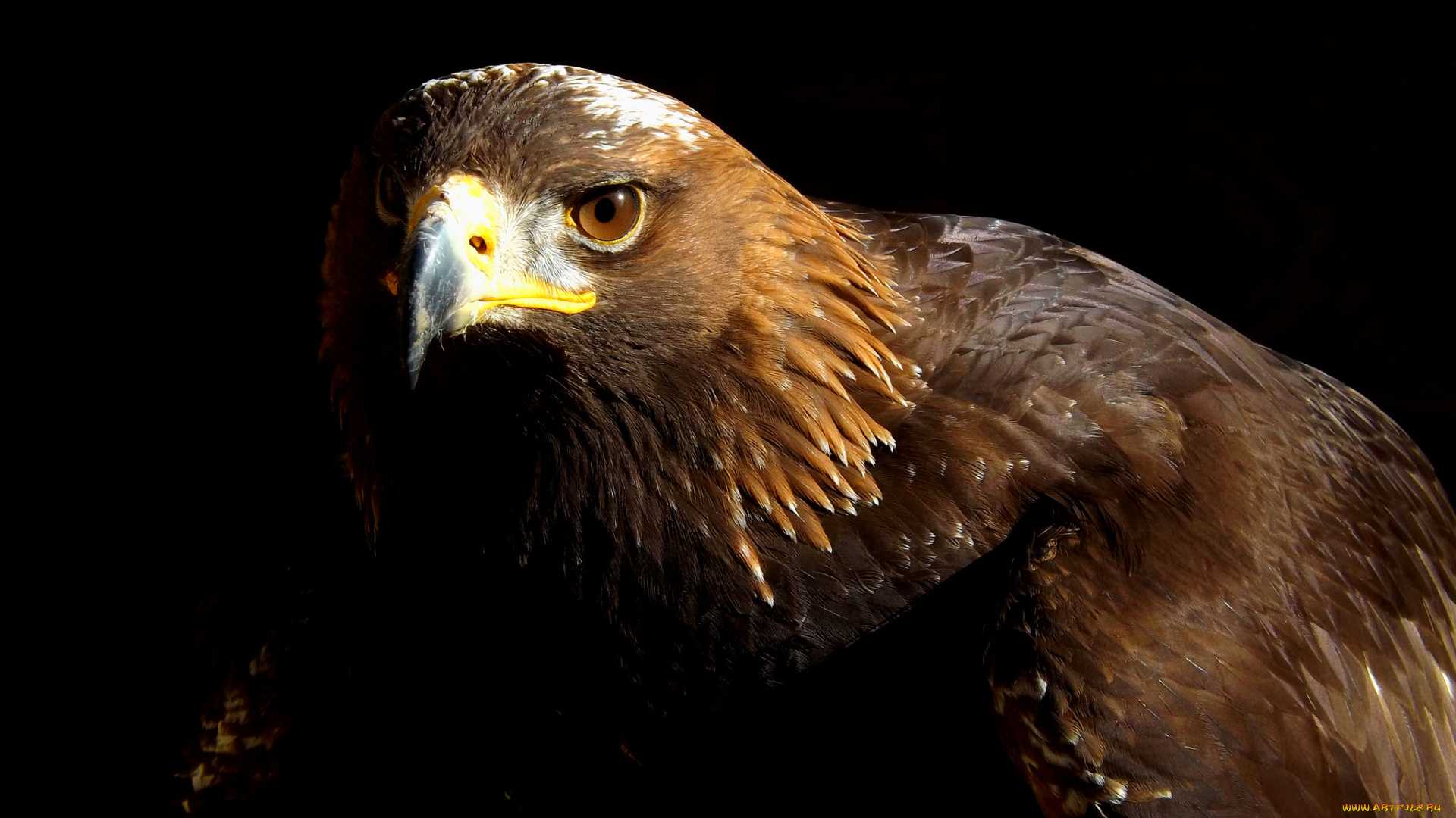 животные, птицы, -, хищники, птица, хищная