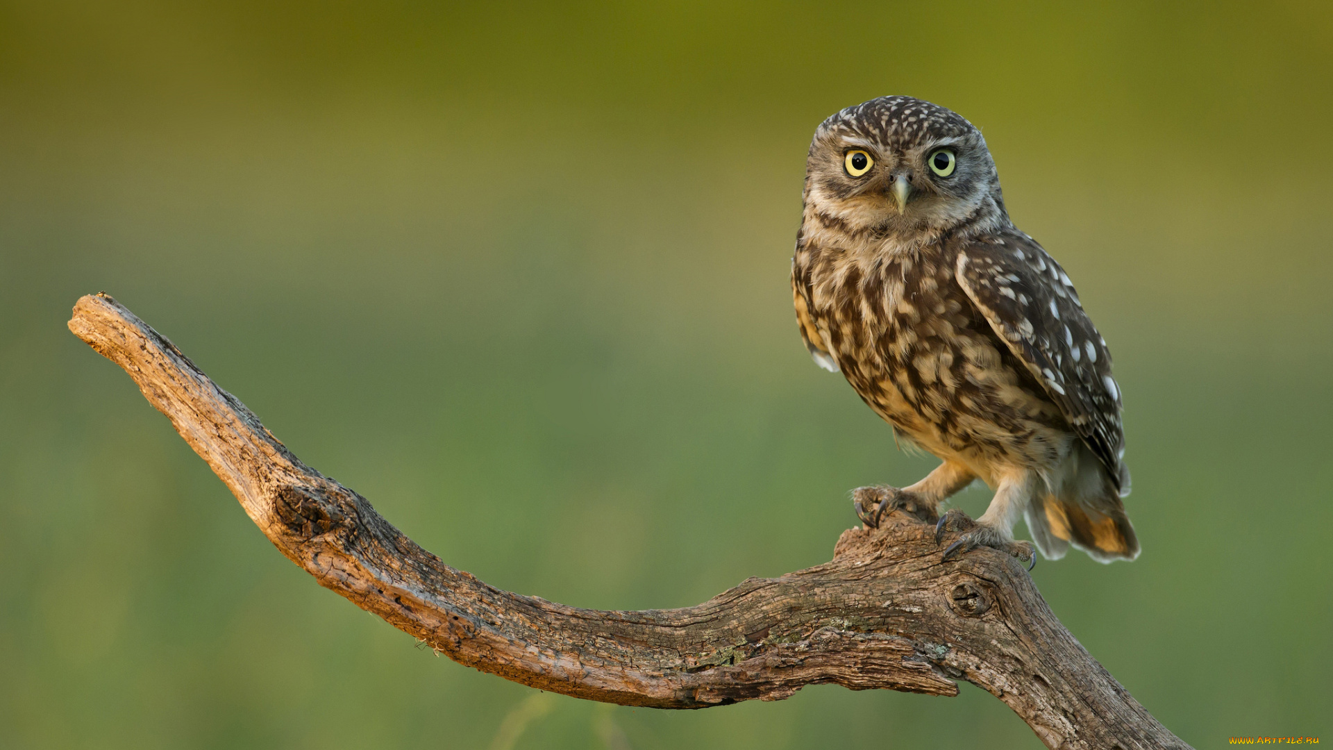 животные, совы, птица, ветка, взгляд
