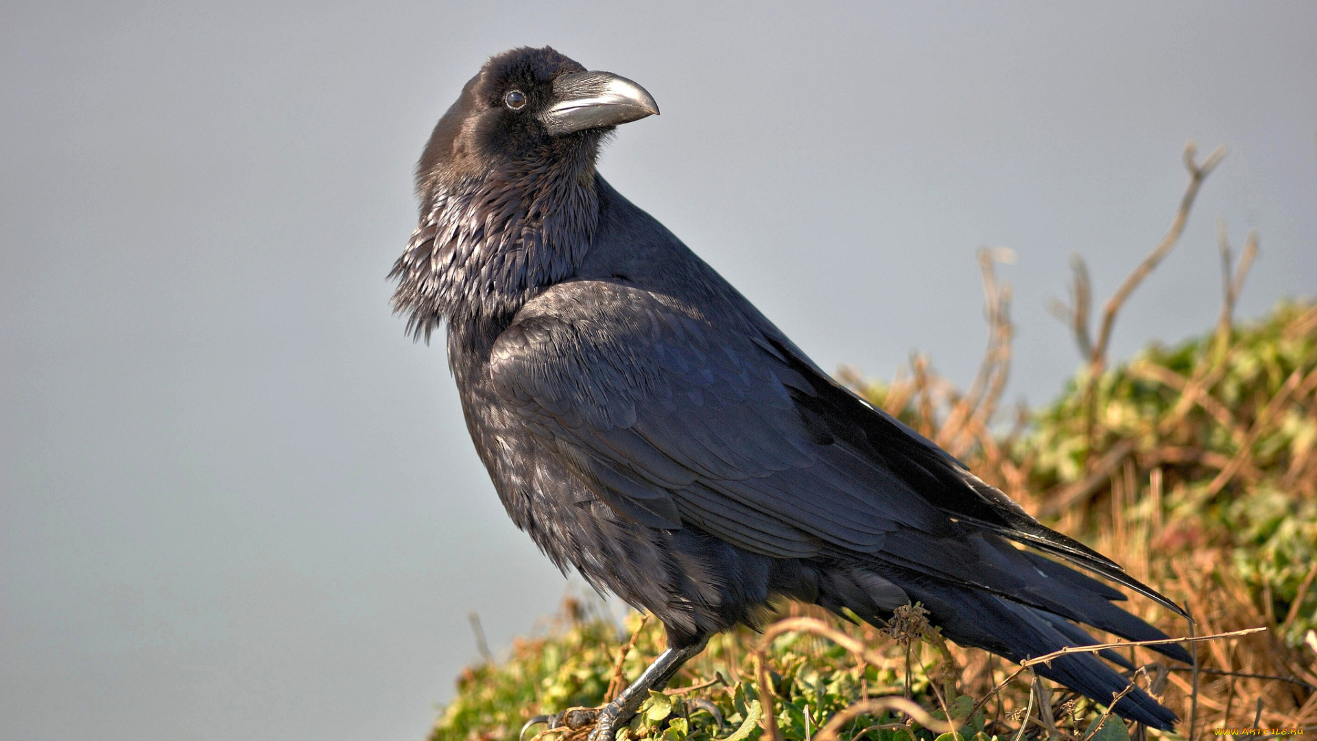 животные, вороны, , грачи, , галки, чёрный, ворон