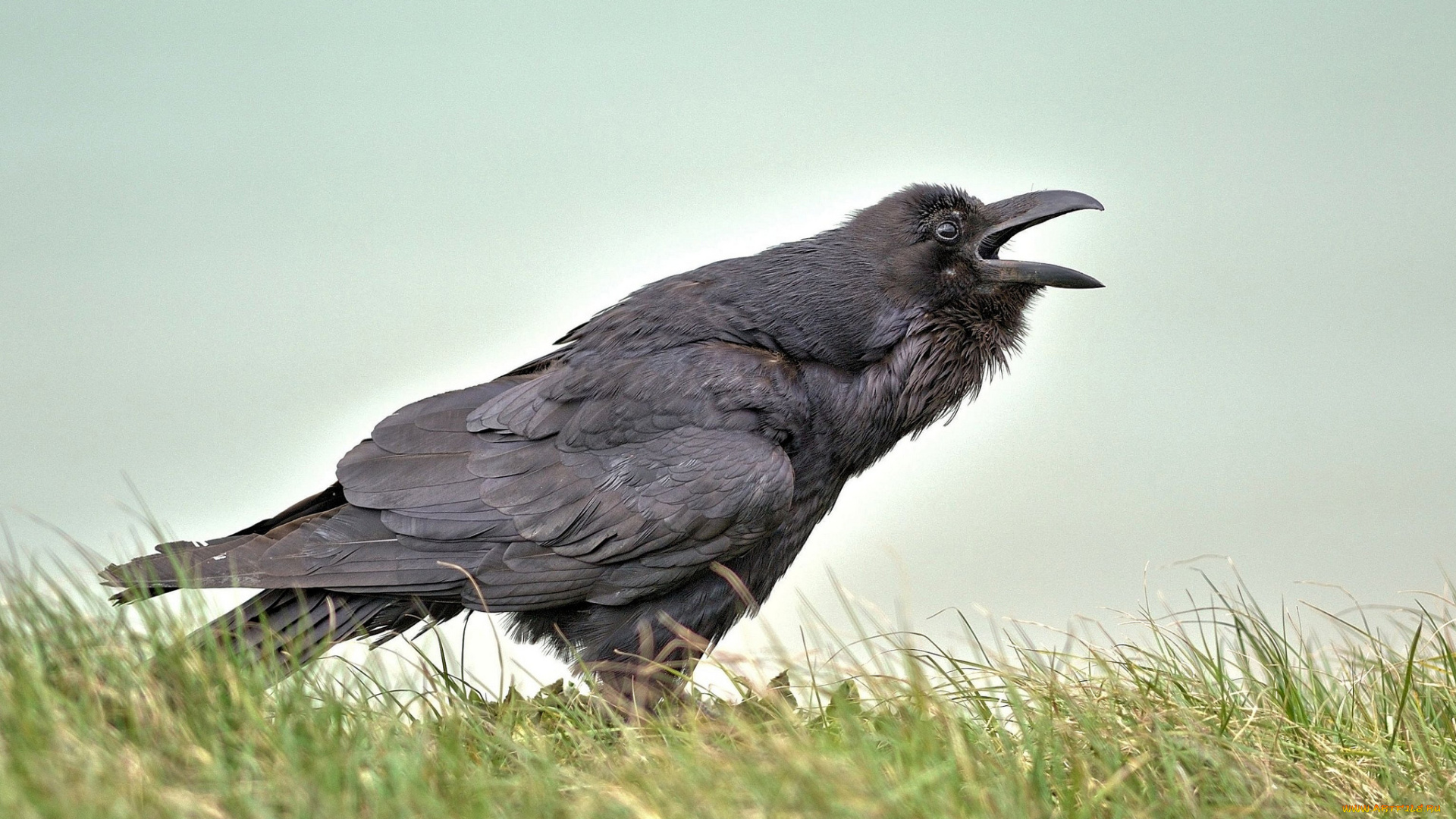 животные, вороны, , грачи, , галки, чёрный, ворон