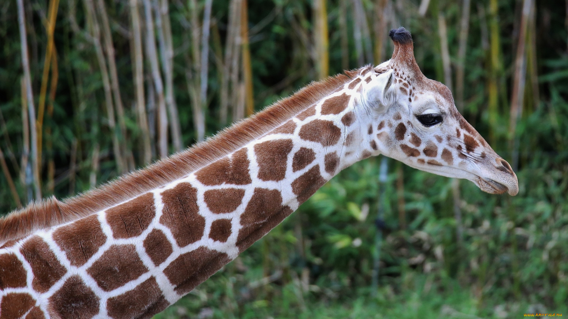 животные, жирафы, деревья, жираф