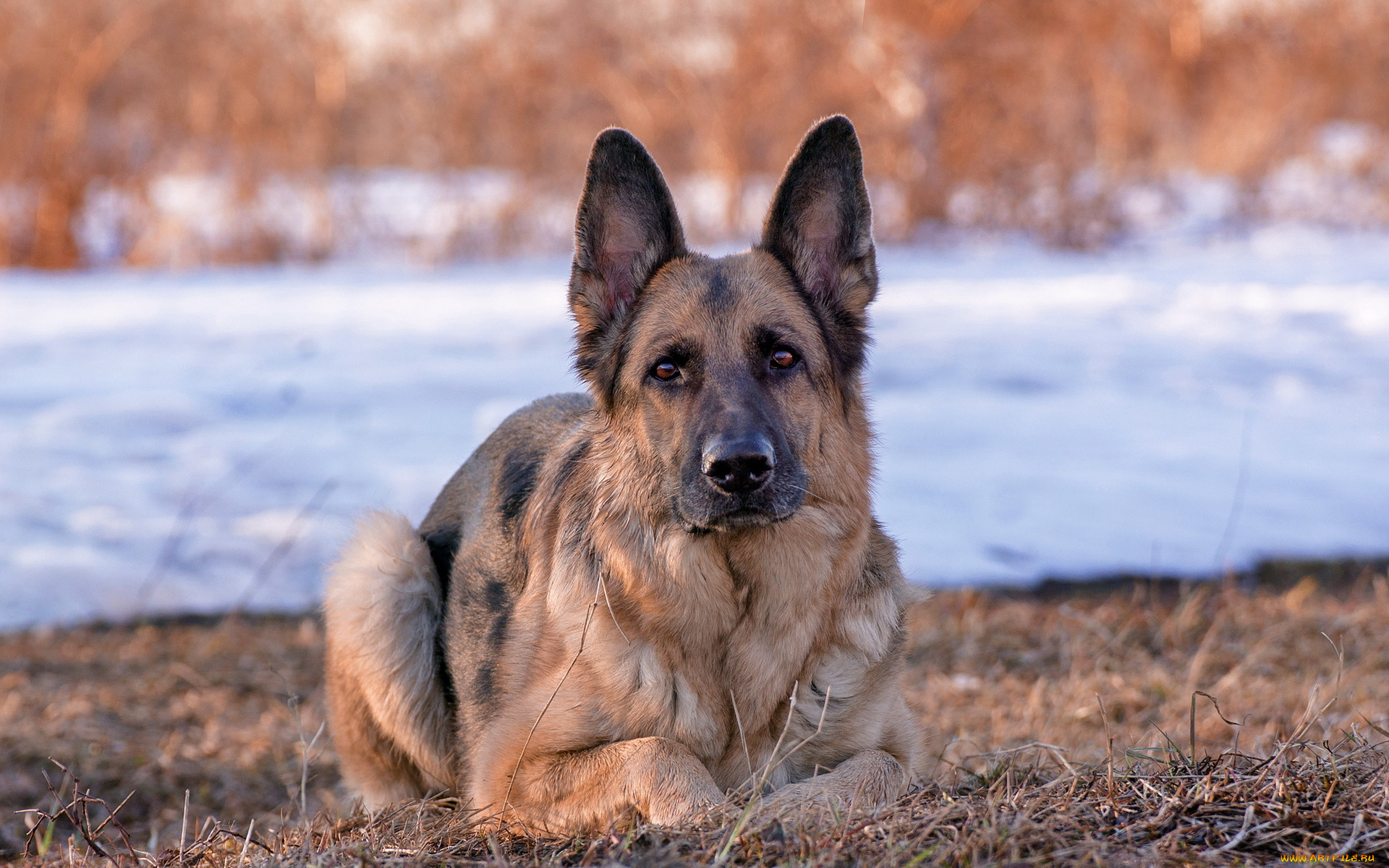 животные, собаки, взгляд, немецкая, овчарка