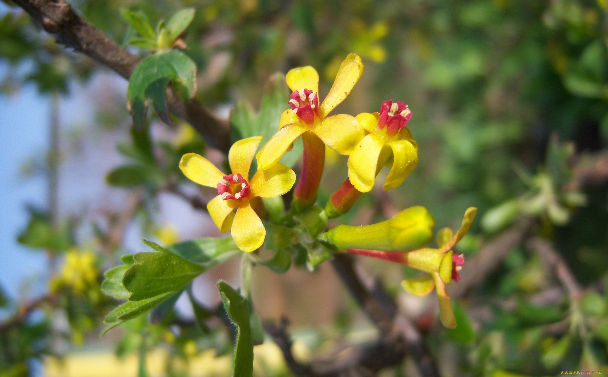 цветы, цветущие, деревья, , , кустарники, весна, жёлто-красные, мелкие, цветение, смородина, чёрная