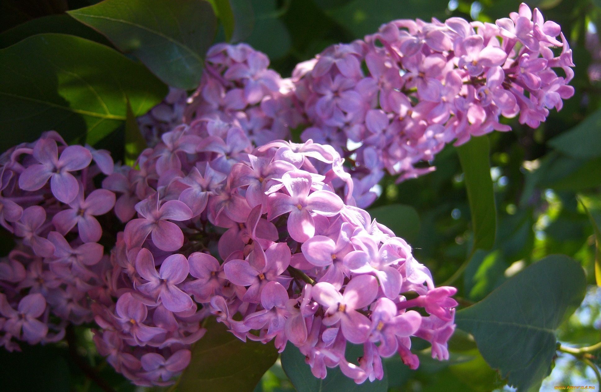 цветы, сирень, весна, свежесть, сиреневая, ярко, солнечно, цветёт, веточка