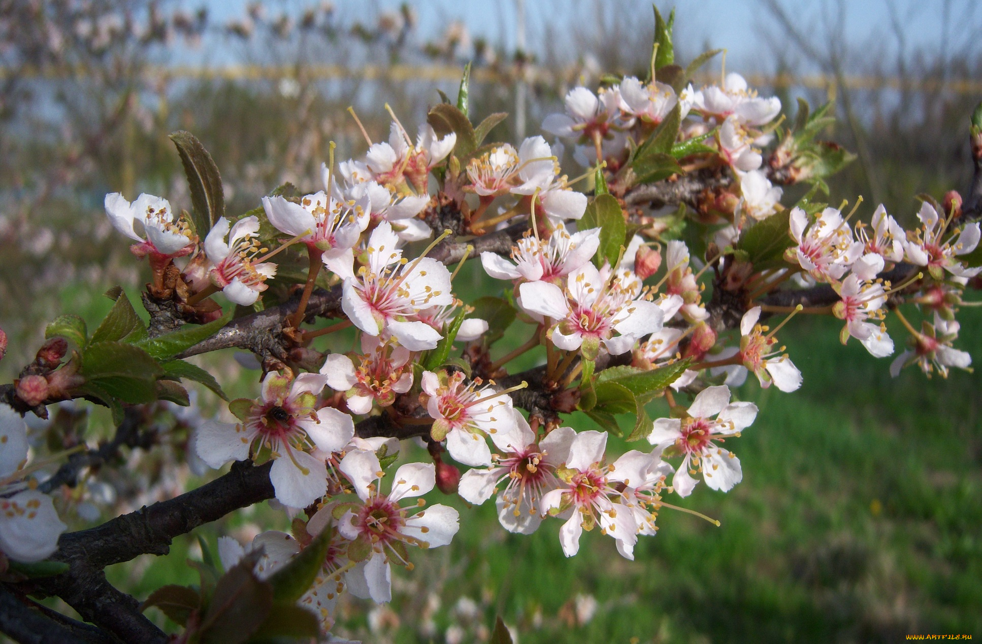 цветы, цветущие, деревья, , , кустарники, красная, алыча, цветение, ветка, свежесть, весна