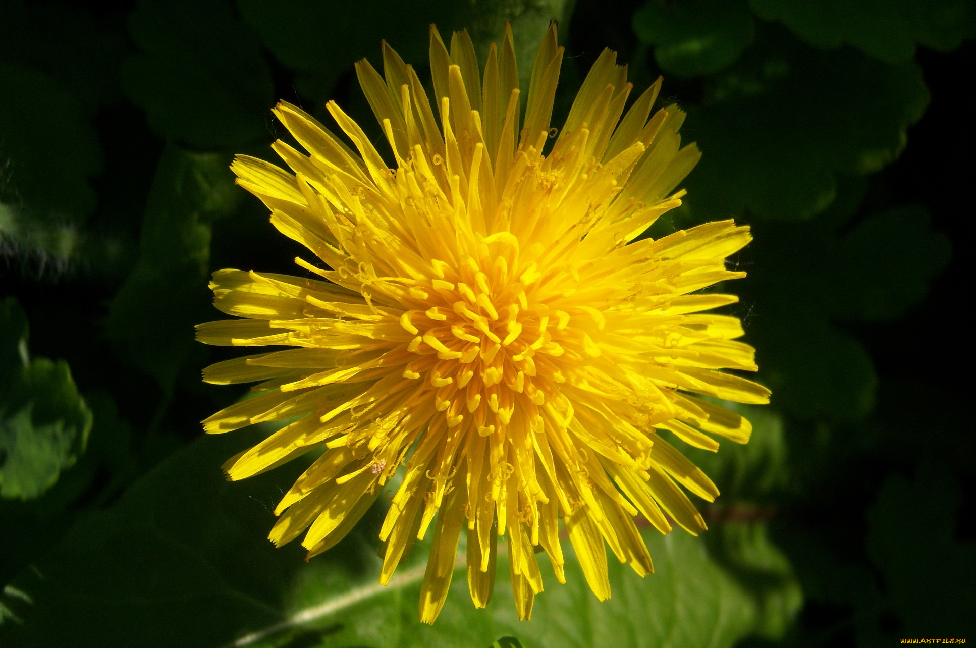 цветы, одуванчики, макро, одуванчик, желтый, зелень, ярко, свежесть, солнечно, весна
