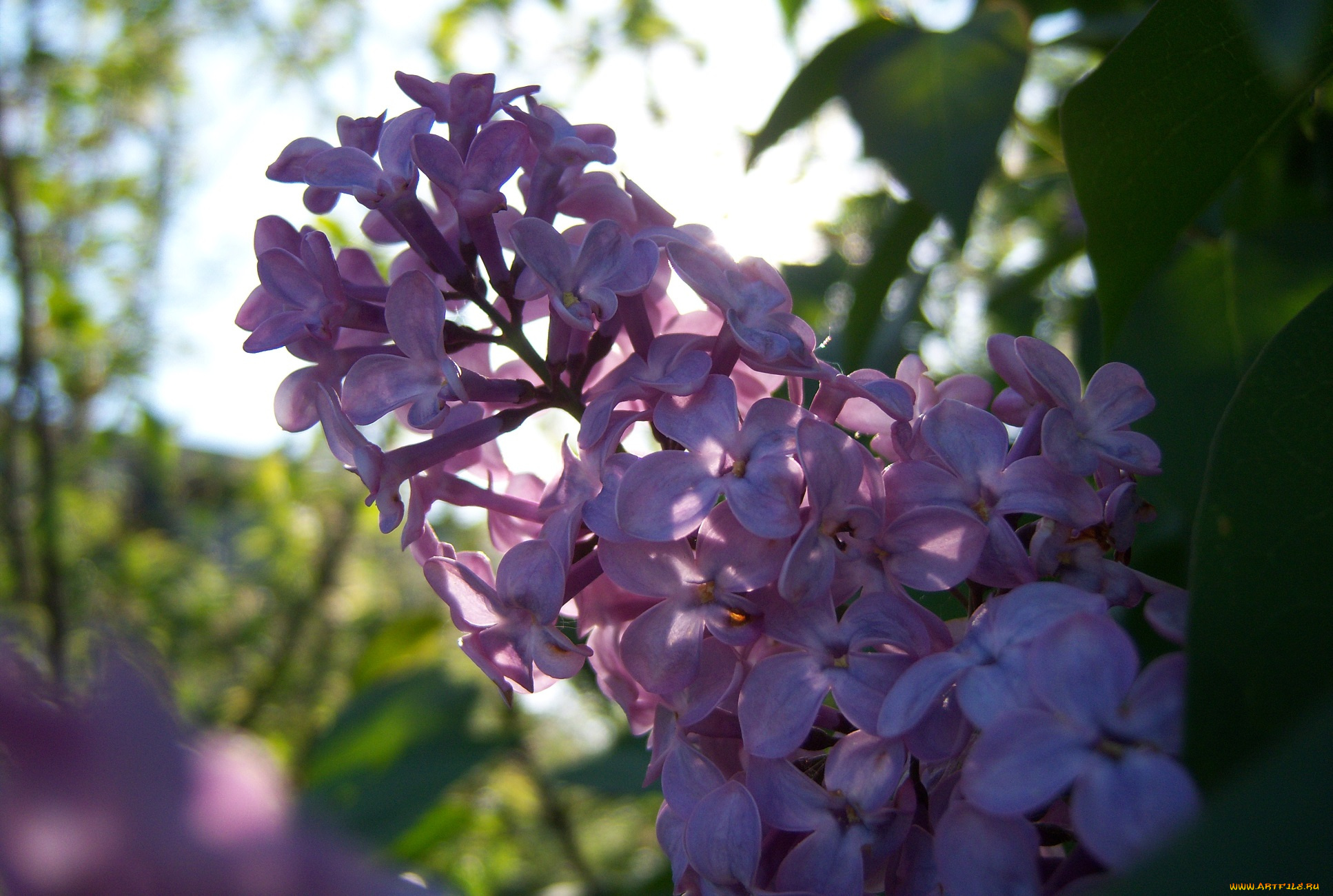 цветы, сирень, цветёт, веточка, сиреневая, свежесть, весна, солнечно, ярко