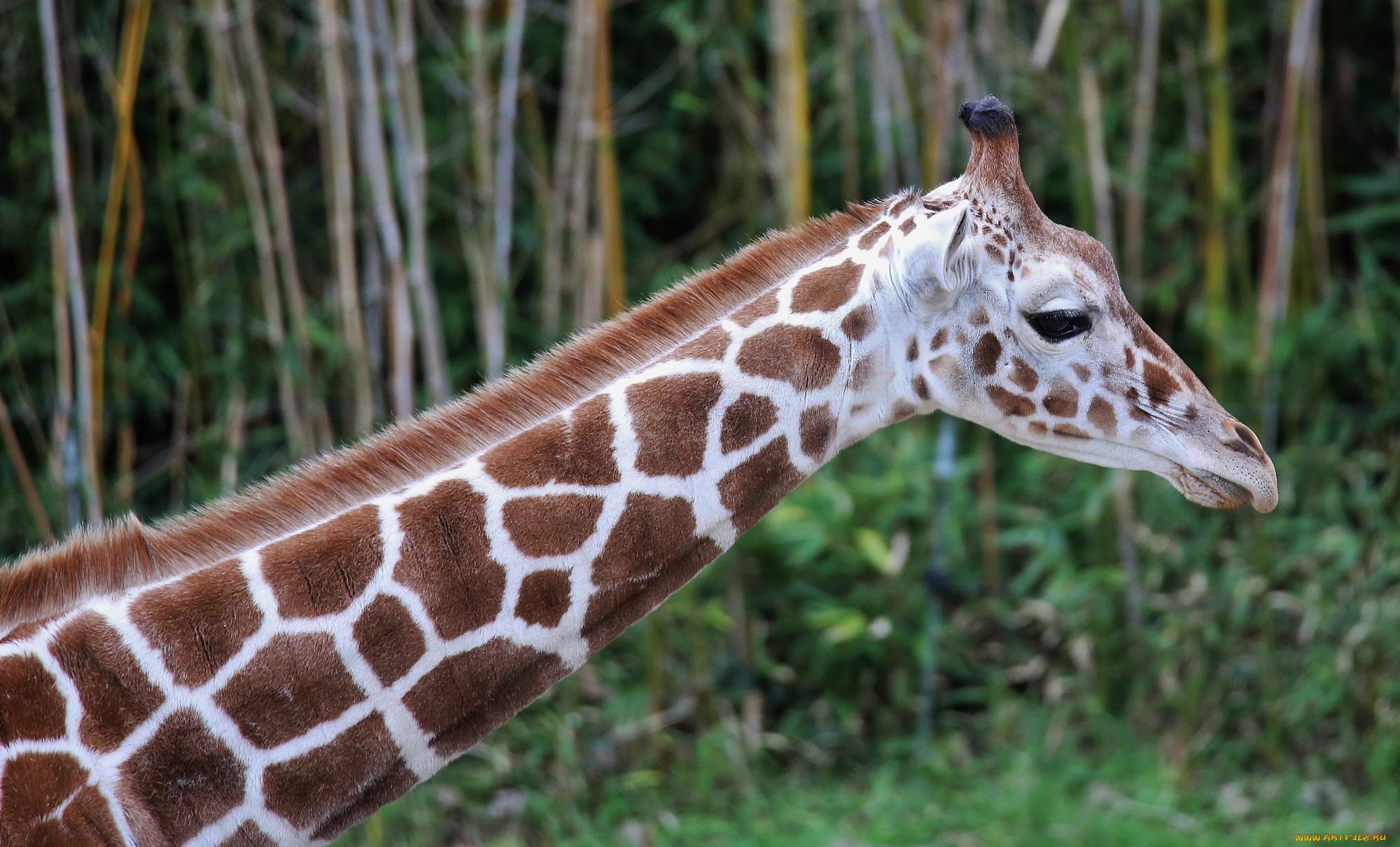 животные, жирафы, деревья, жираф