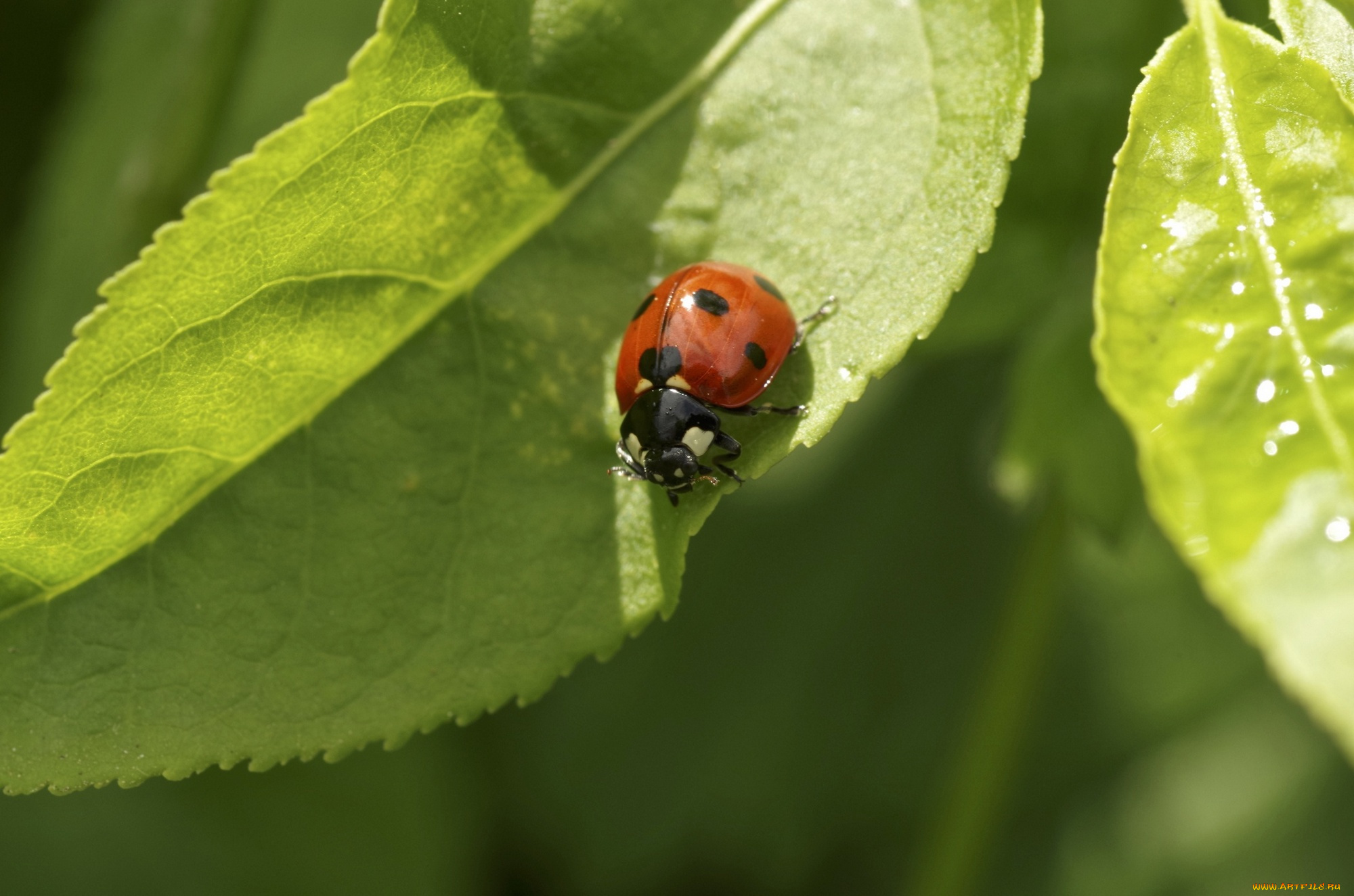 животные, божьи, коровки, листок, божья, коровка