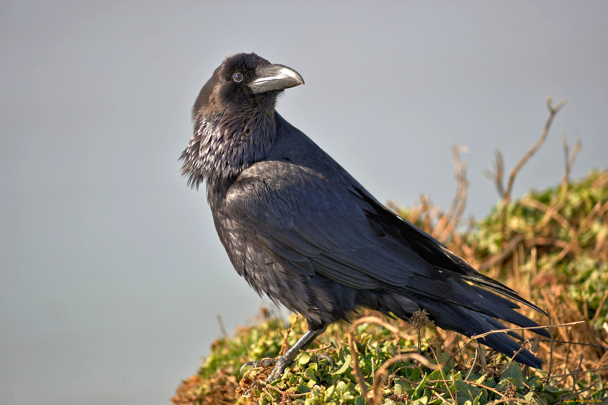 животные, вороны, , грачи, , галки, чёрный, ворон