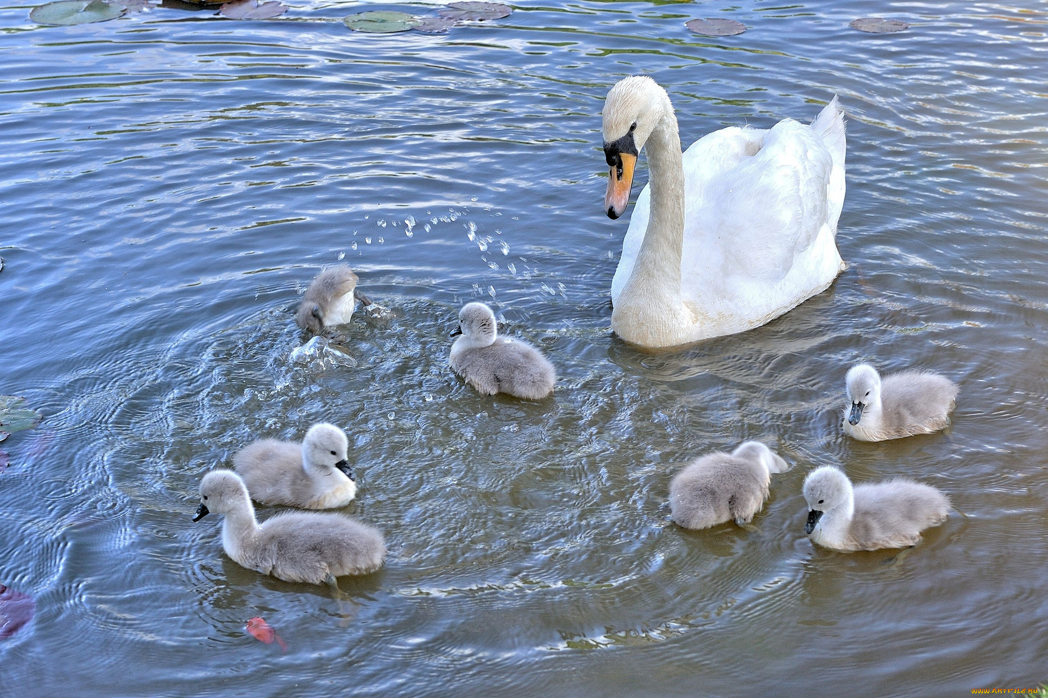 животные, лебеди, птенцы, водоём, лебедь
