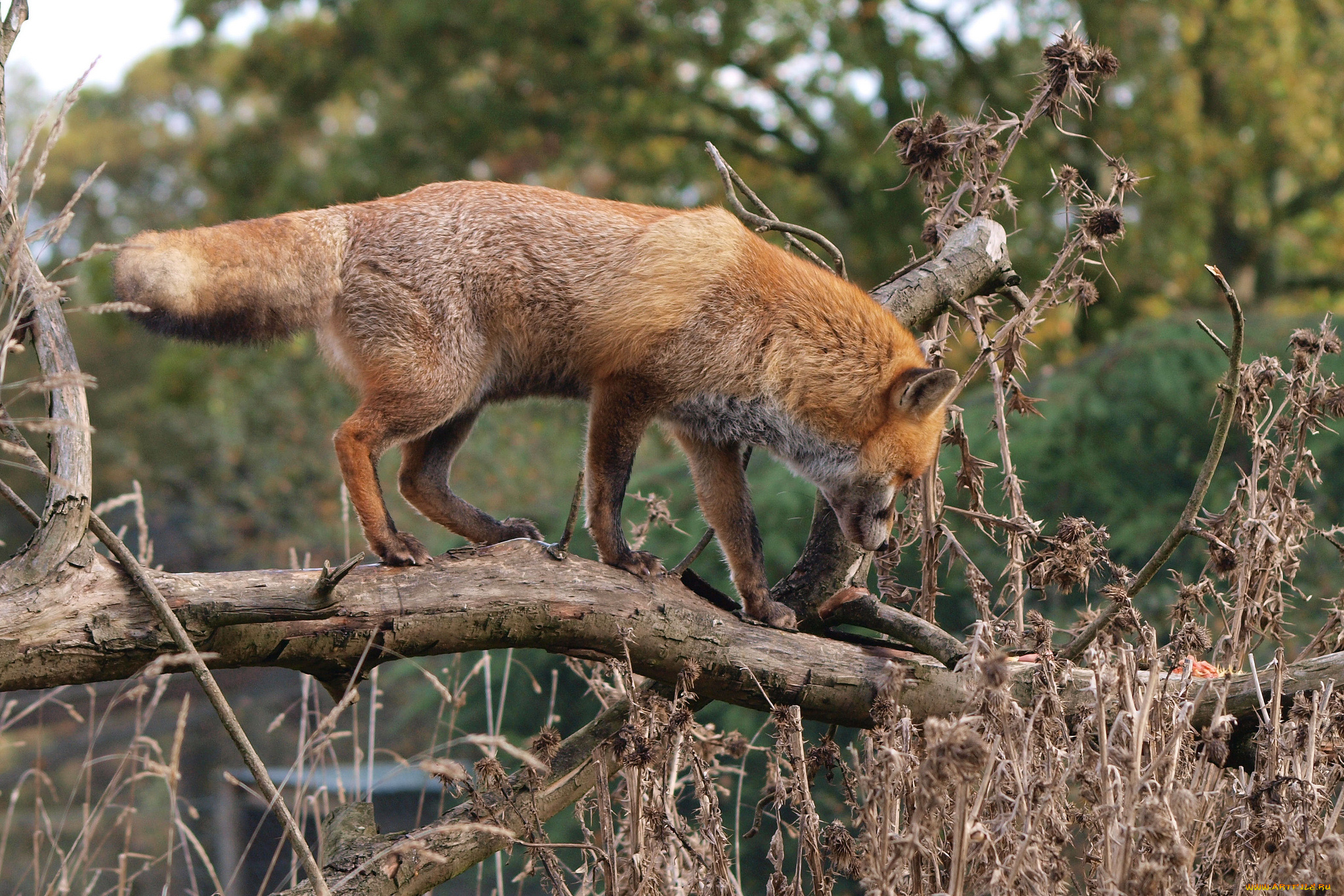 животные, лисы, лисичка, природа