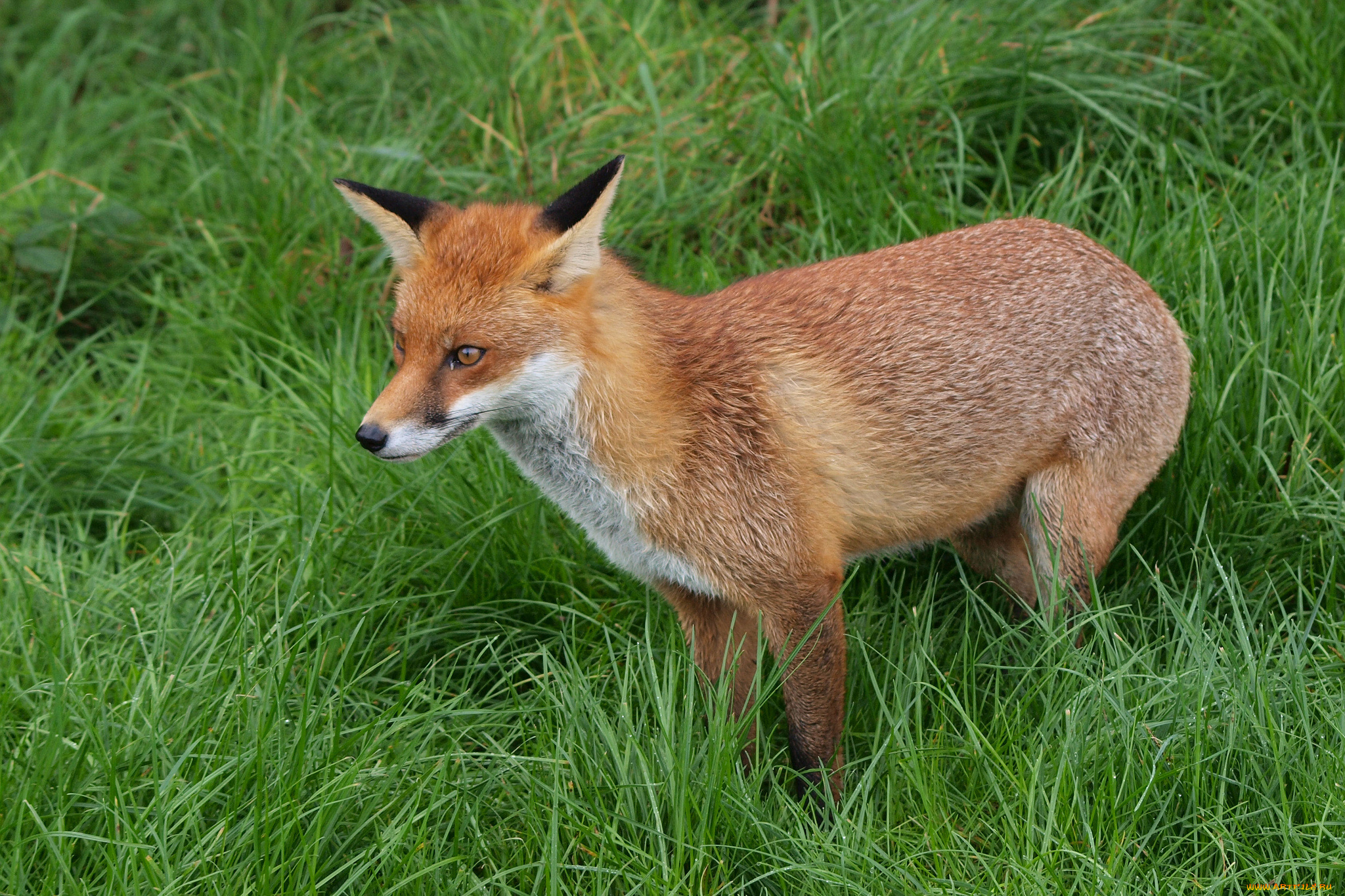животные, лисы, лисичка, природа