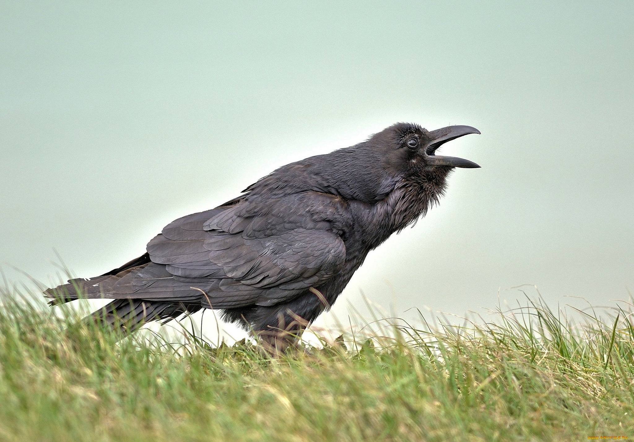 животные, вороны, , грачи, , галки, чёрный, ворон