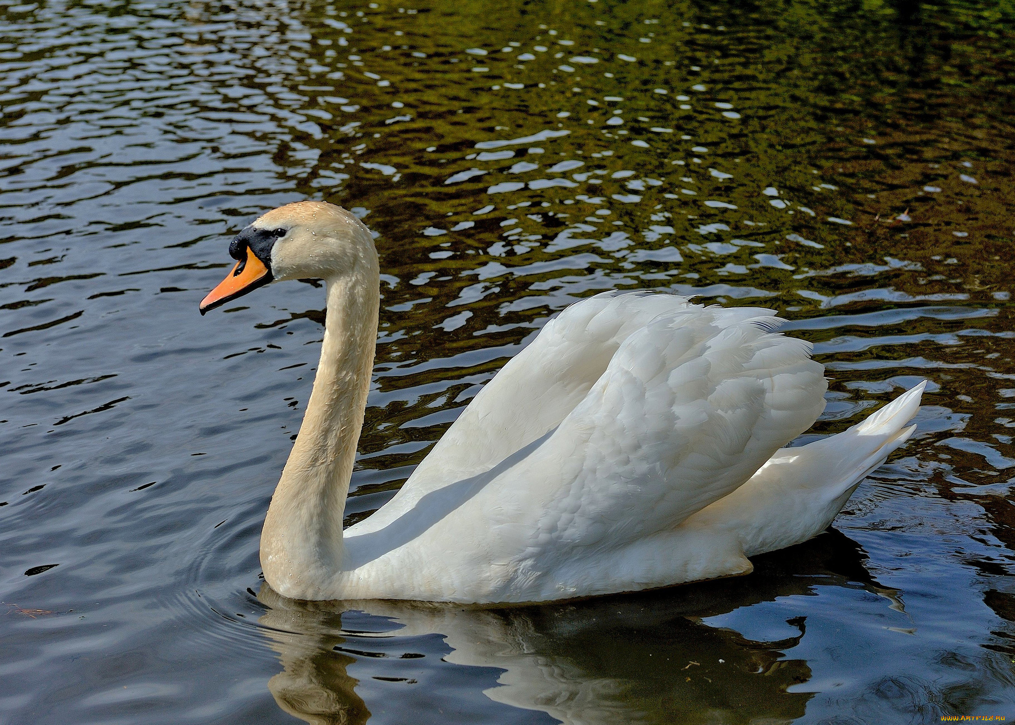 животные, лебеди, лебедь, белый, водоём