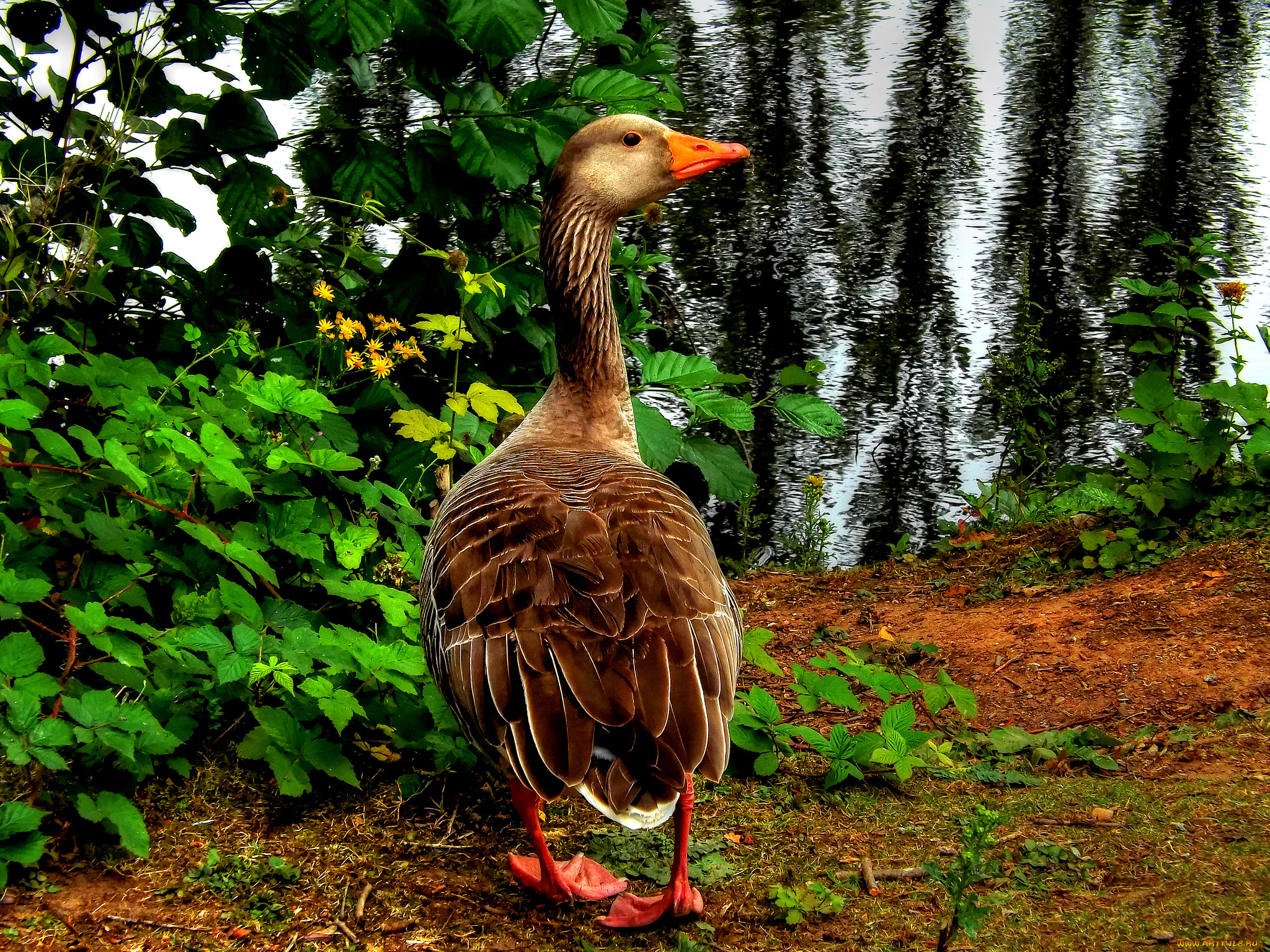 животные, гуси, водоём, берег, гусь