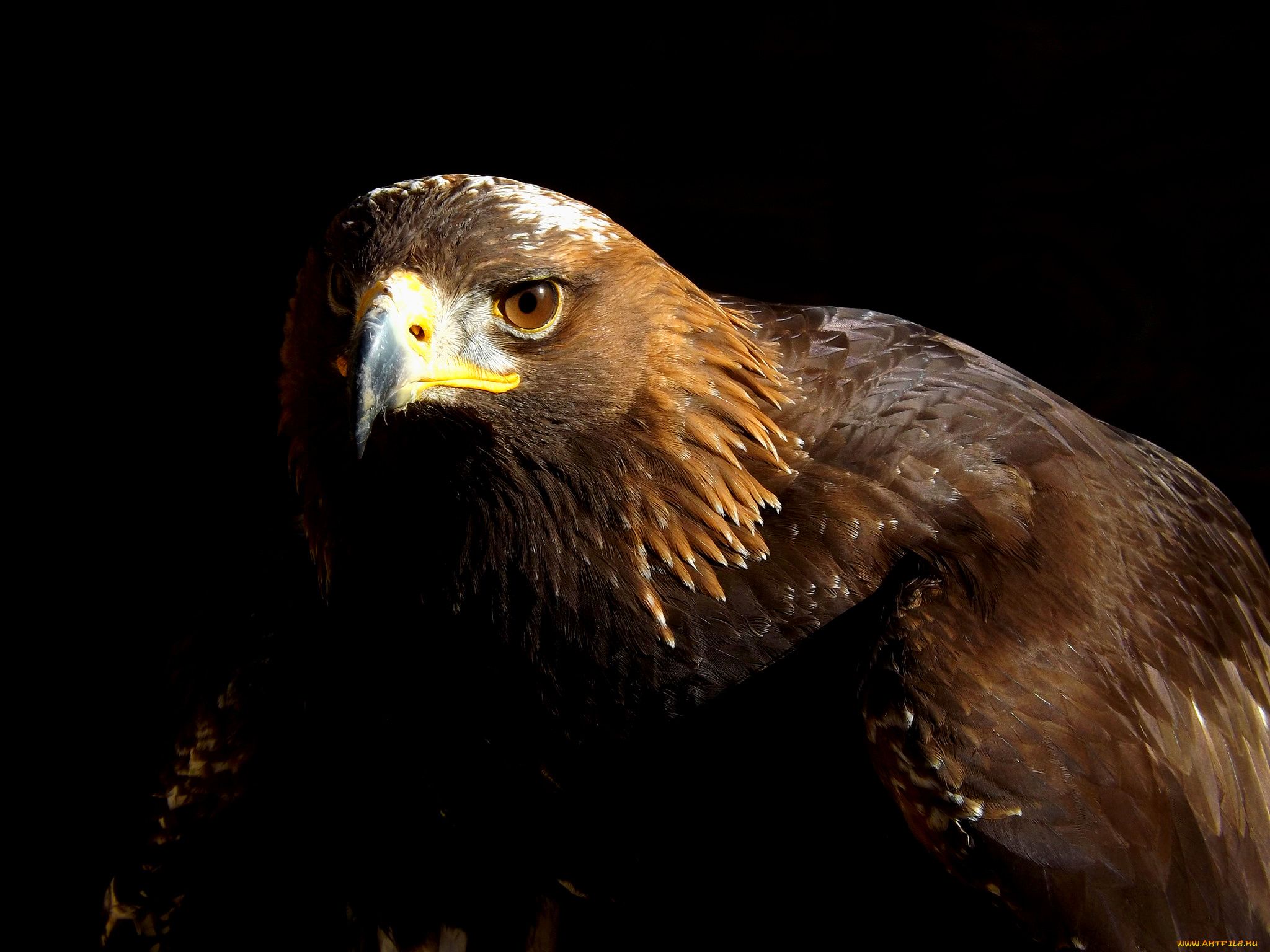 животные, птицы, -, хищники, птица, хищная