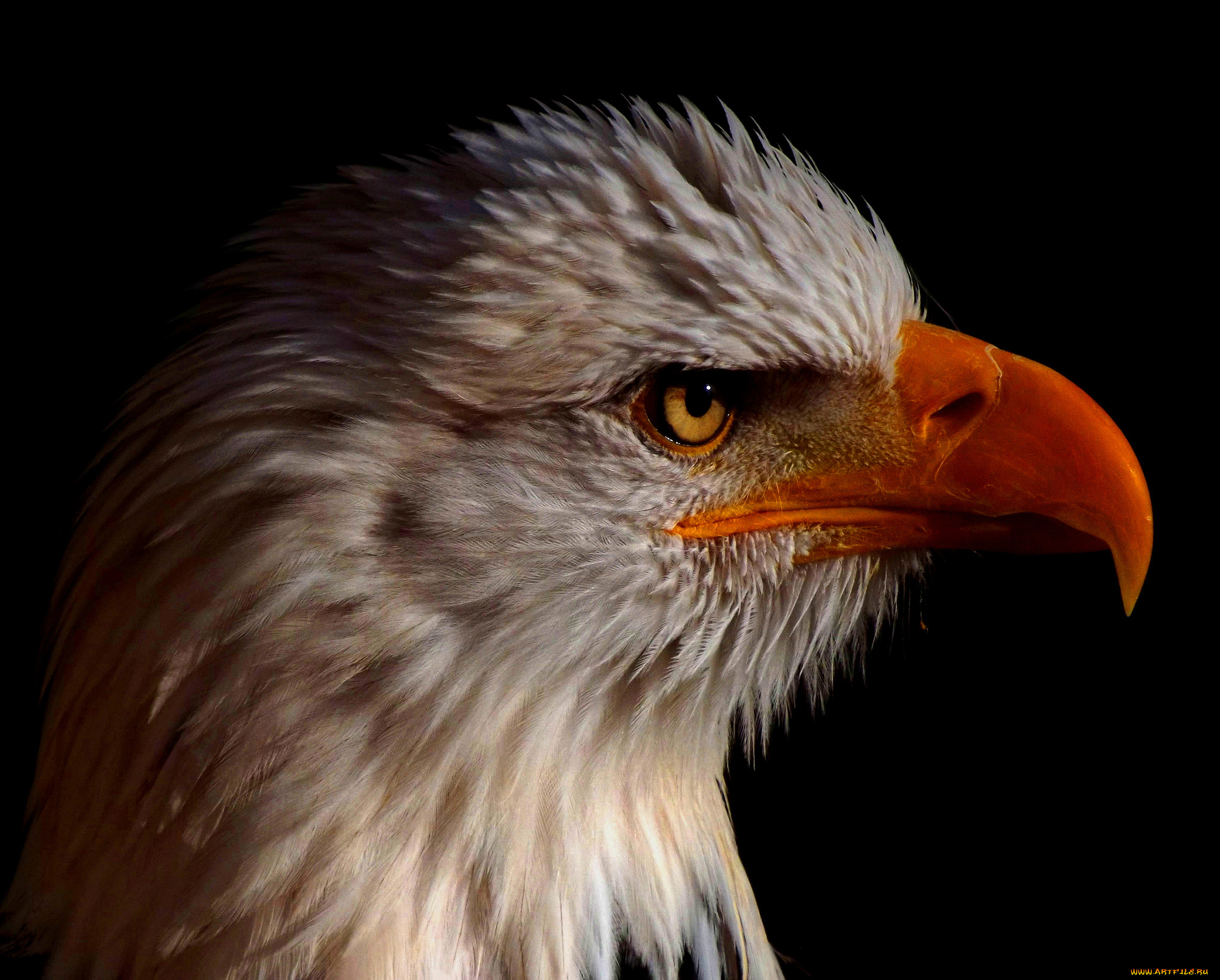 животные, птицы, -, хищники, хищная, птица