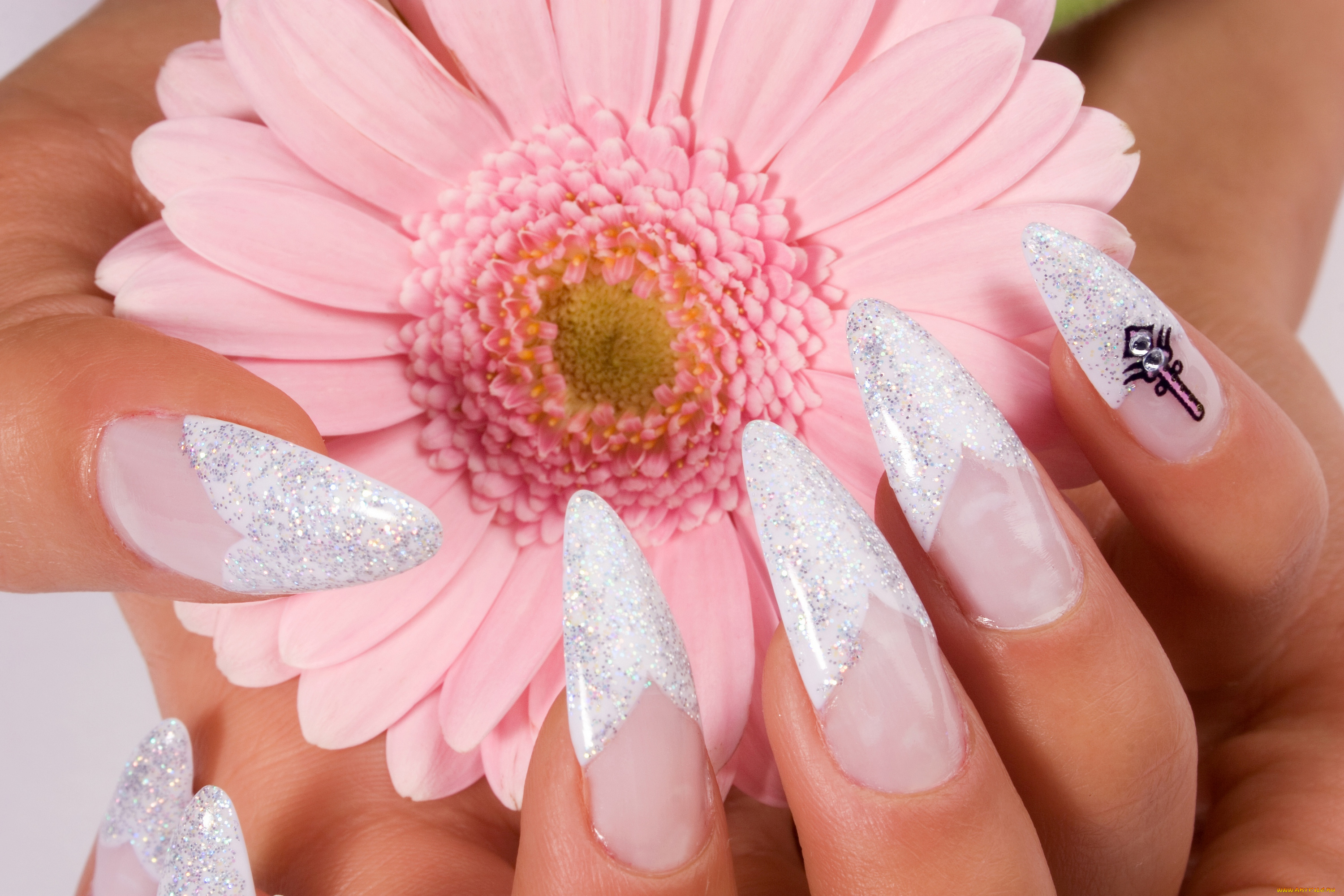 разное, руки, маникюр, рука, гербера