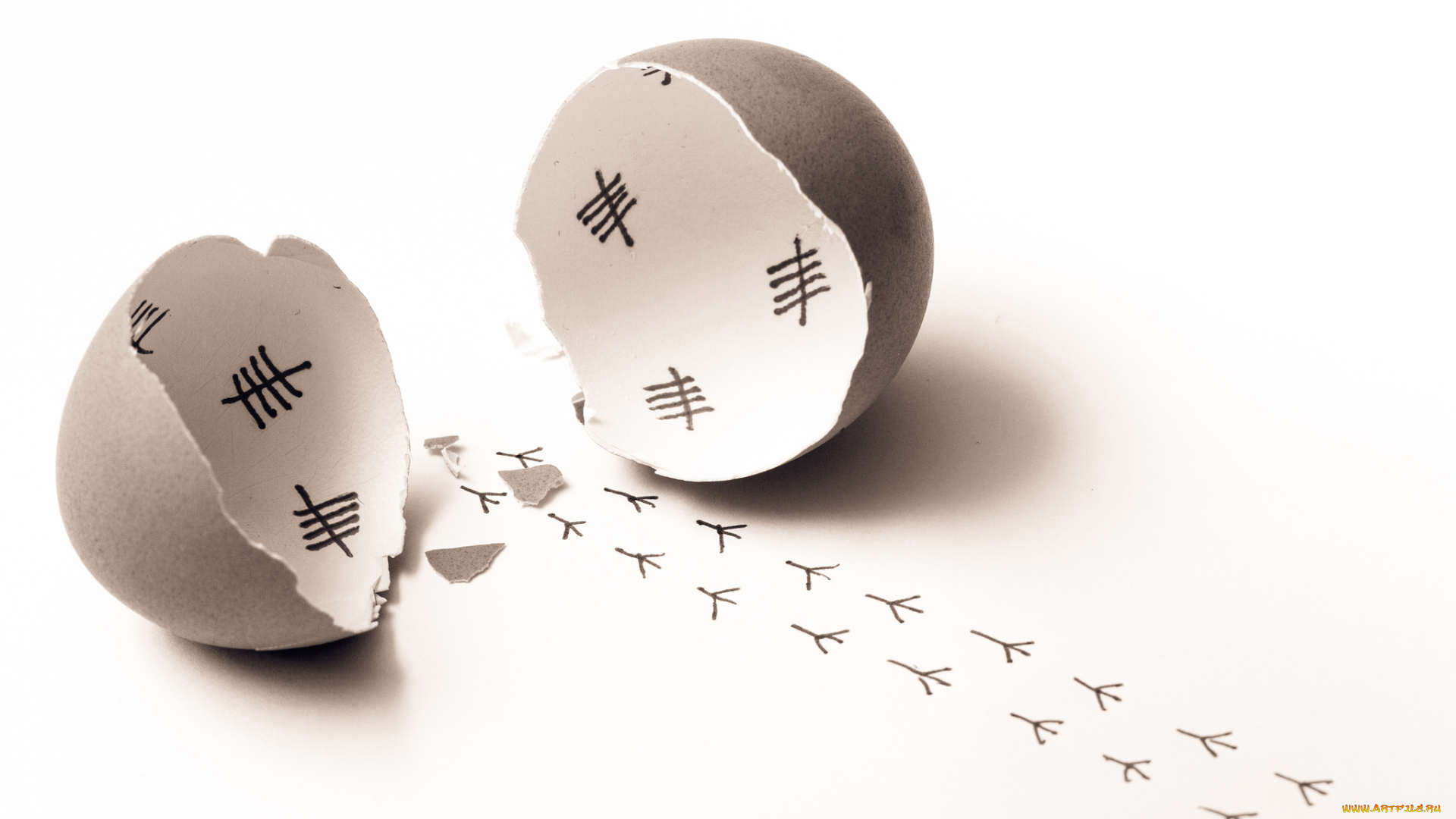 разное, -, другое, следы, скорлупа